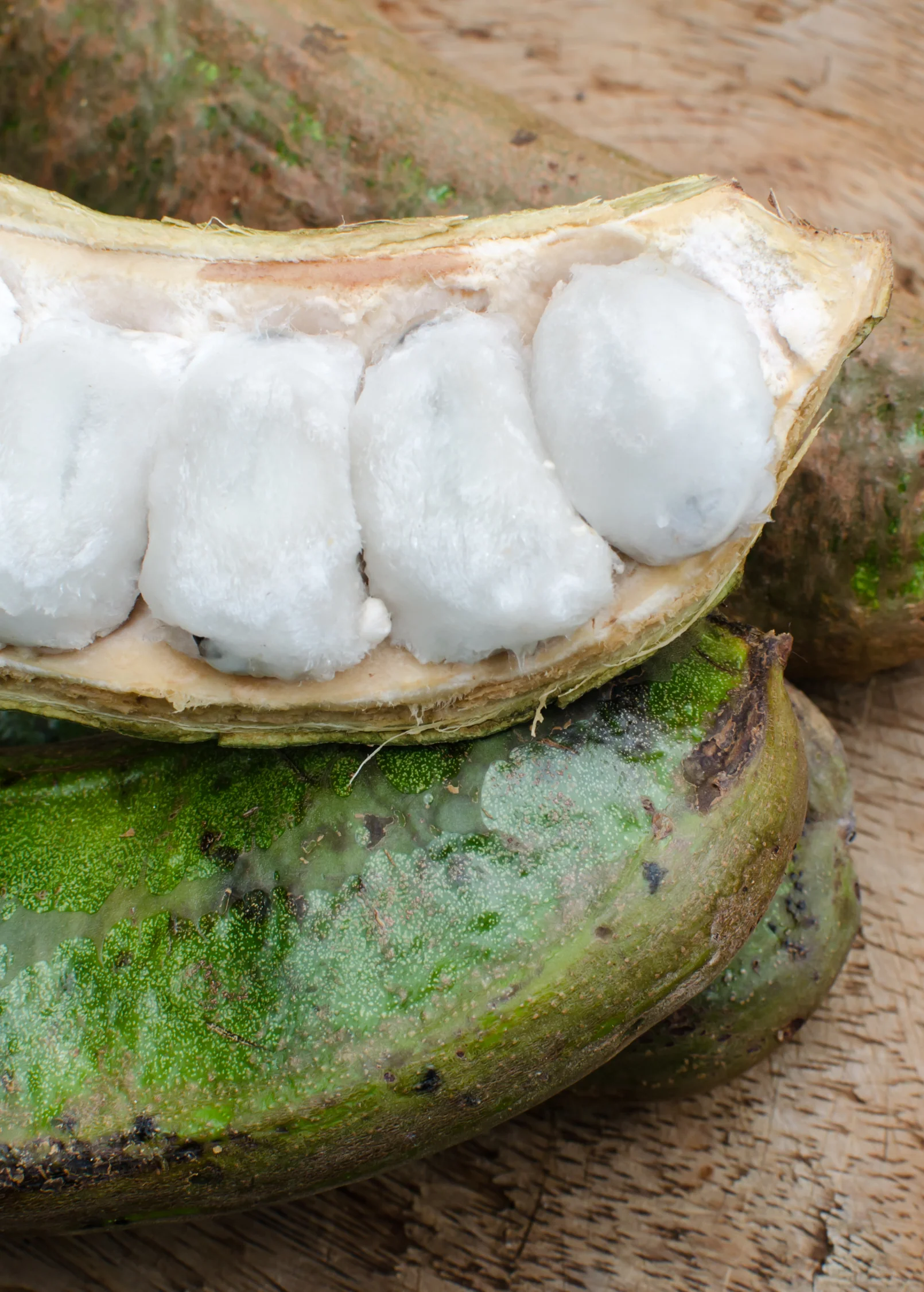 Ice Cream Bean (Inga edulis) - Image 5