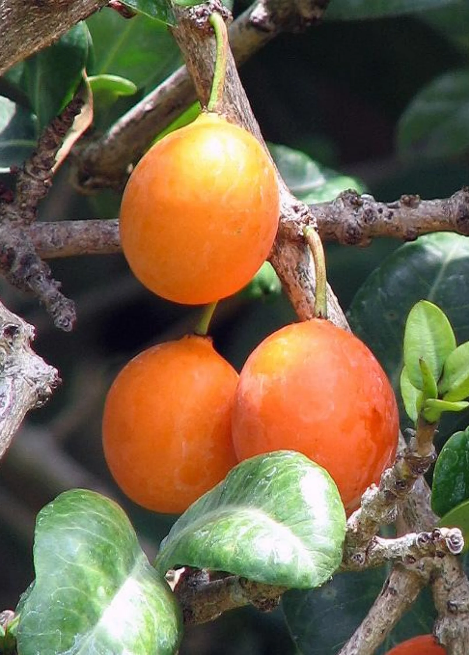 Imbe (Garcinia livingstonei) - Image 5