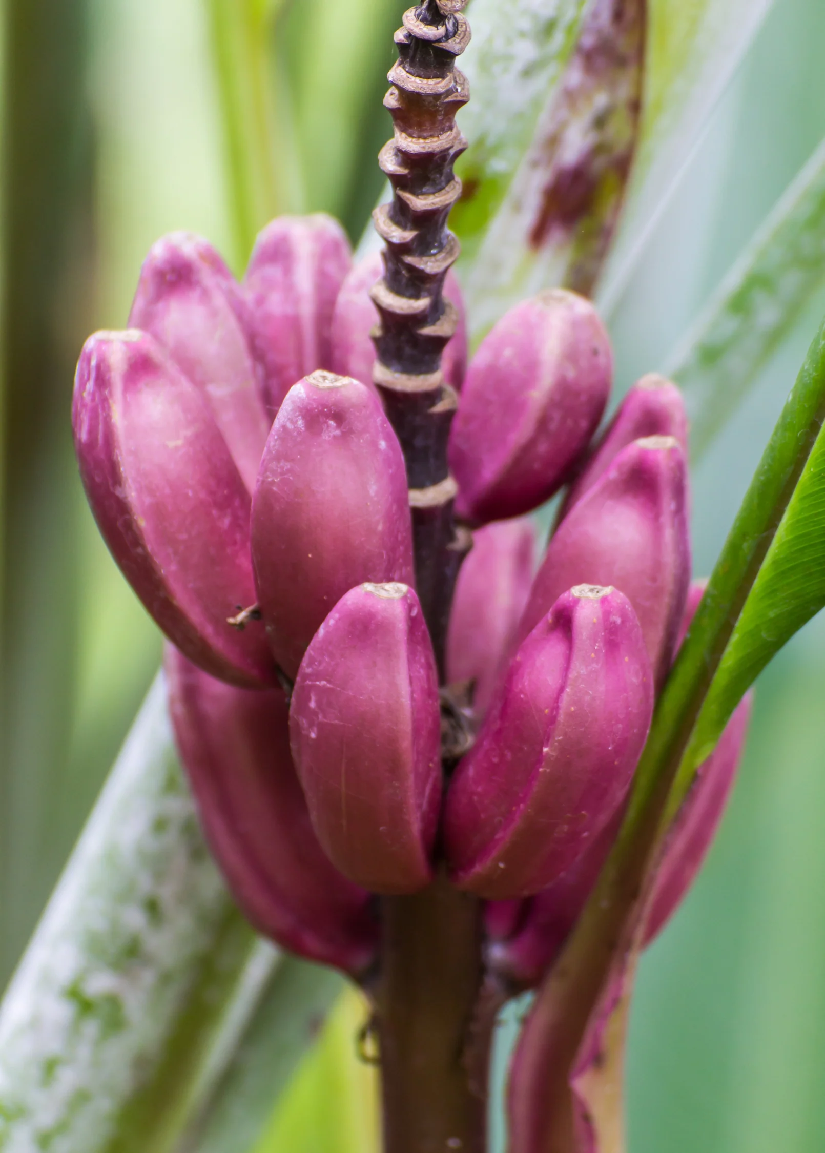 Indian Dwarf Banana (Musa manii) - Image 3