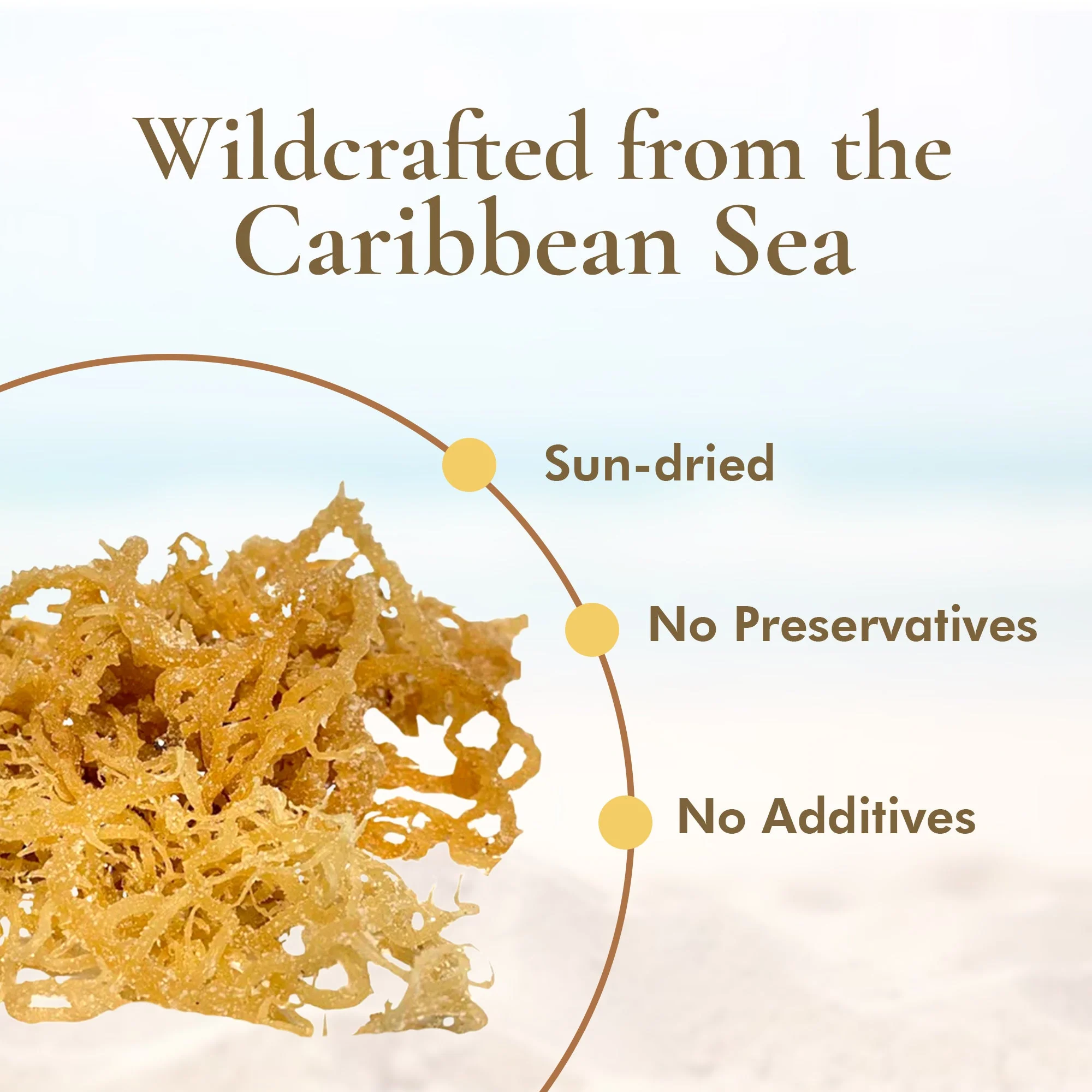 Irish Sea Moss (Whole Leaf) - Image 3