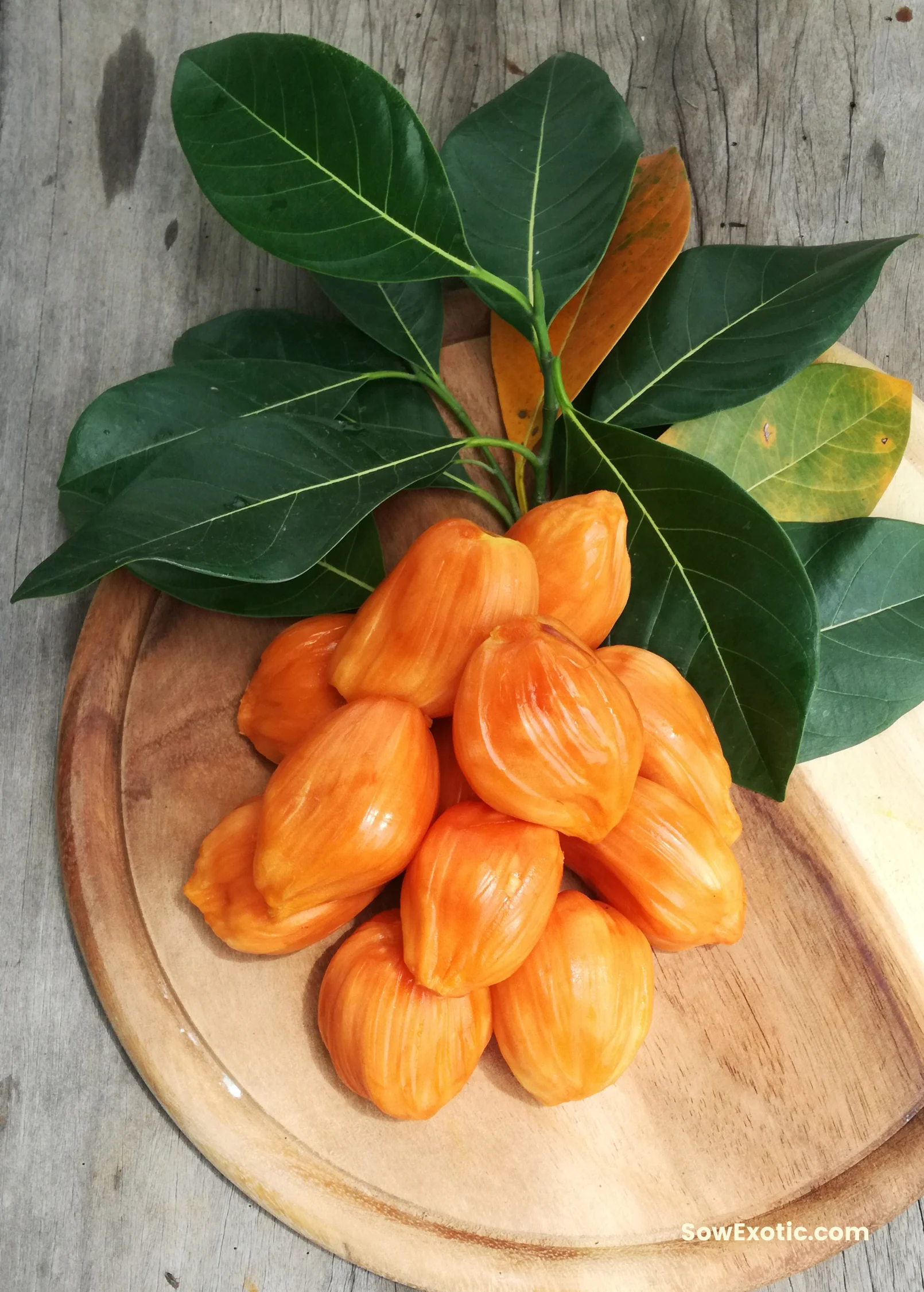 Jackfruit ‘Orange Crush’ (Artocarpus heterophyllus) - Image 4