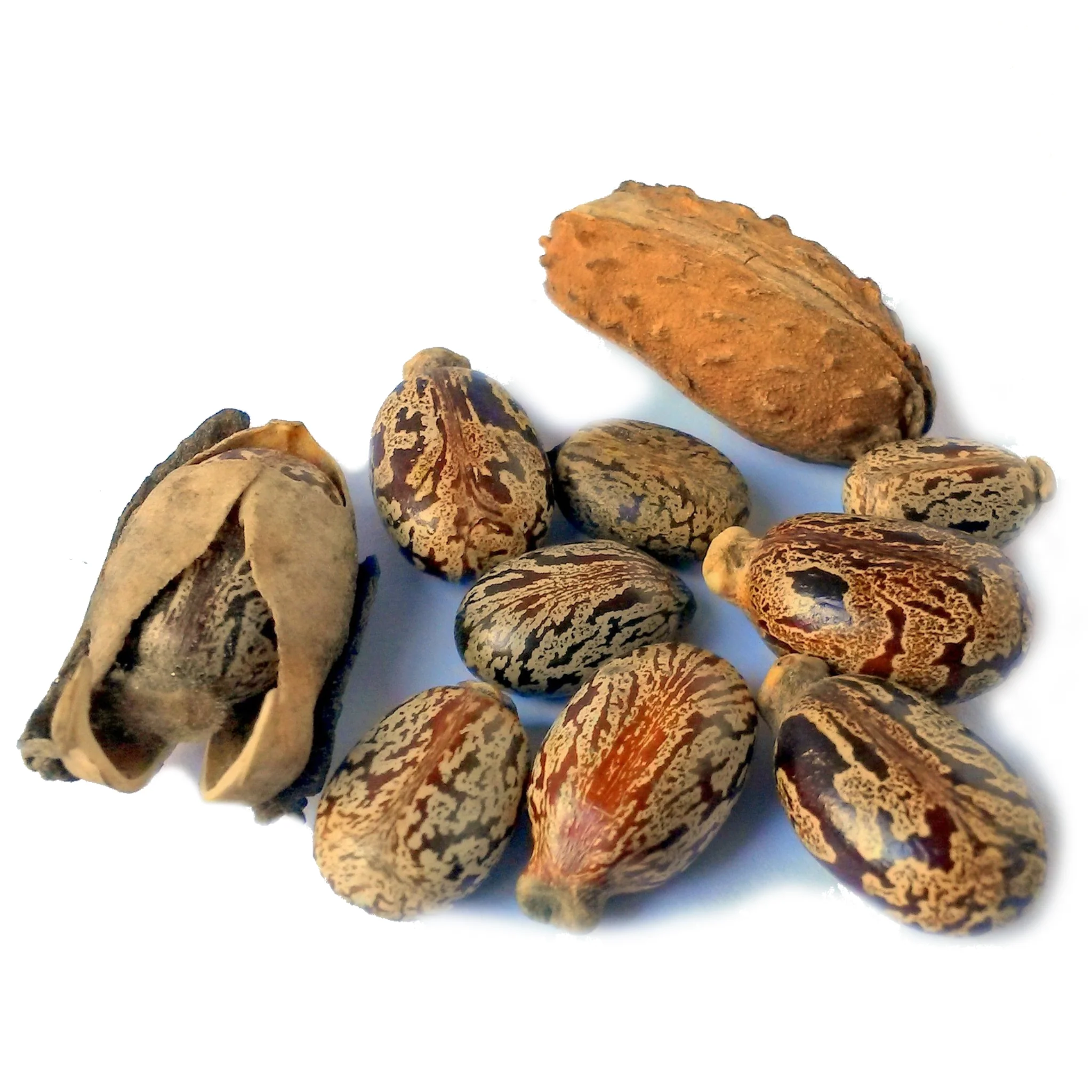 Jamaican Black Castor Oil - Image 8