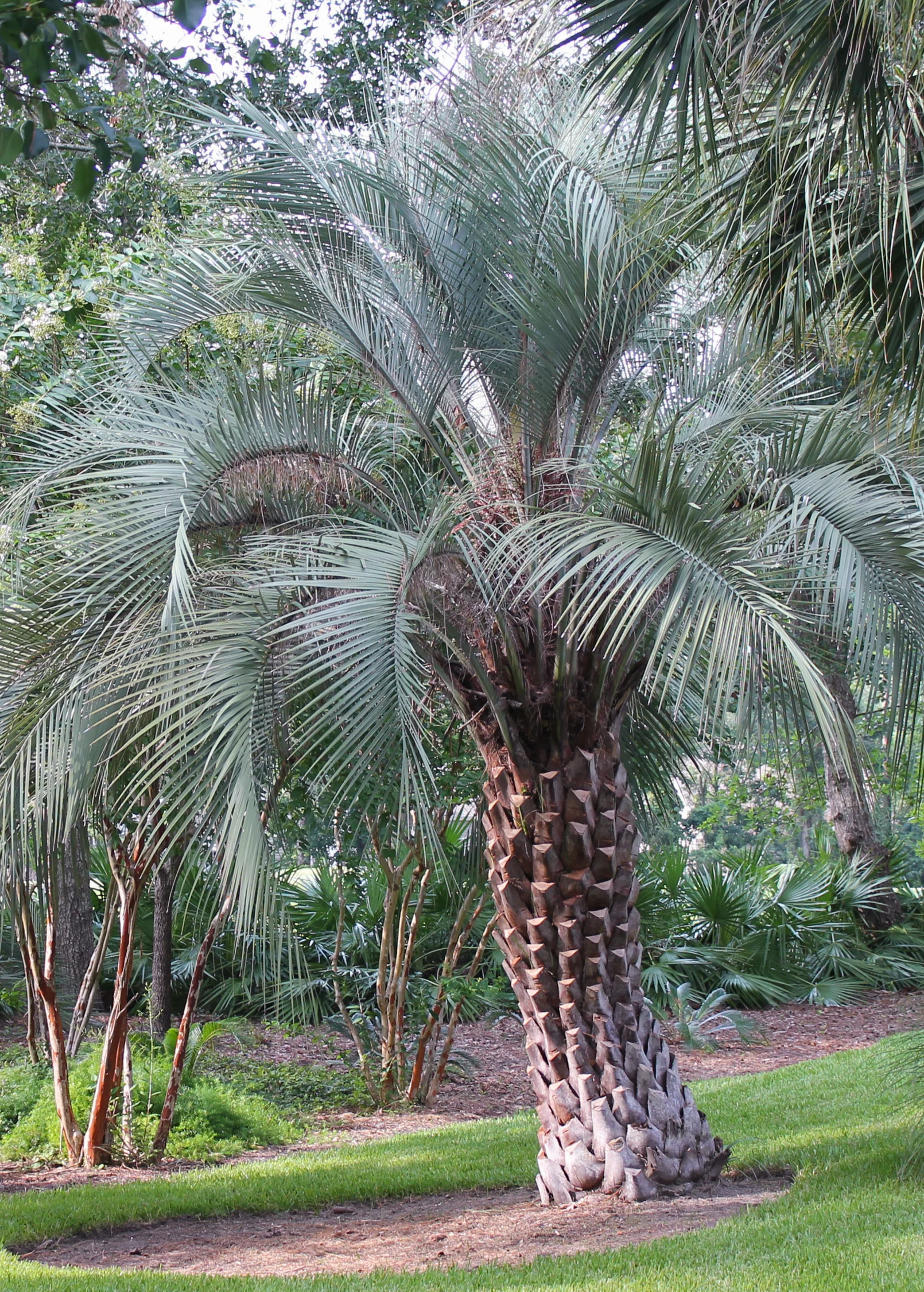Jelly Palm (Butia capitata) - Image 2
