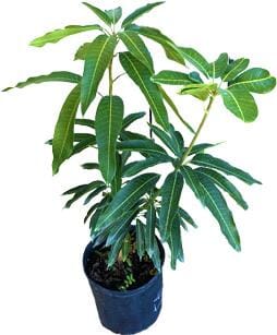 Juliette Mango Tree Grafted - Image 2