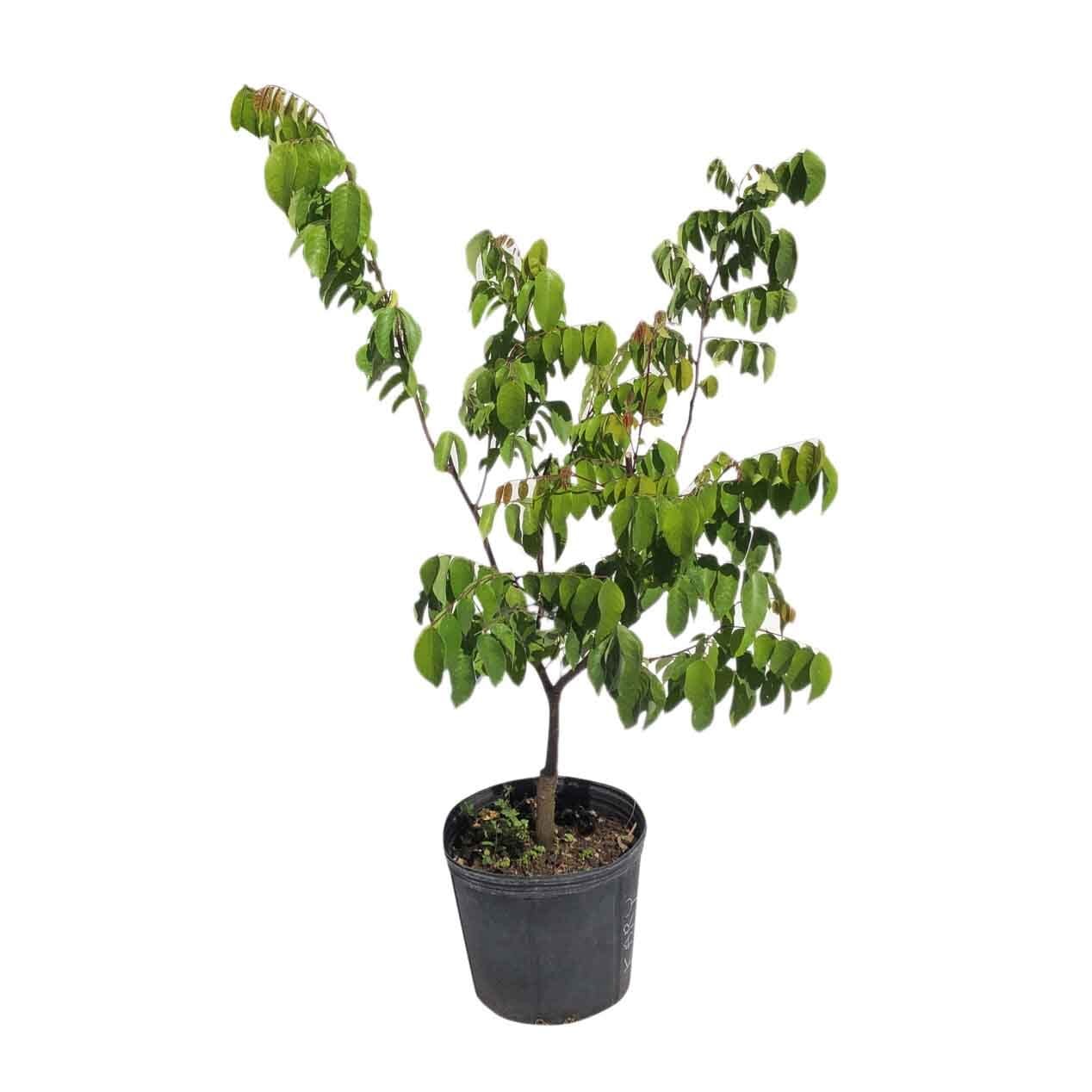 Kary Star Fruit Carambola Fruit Tree, Grafted - Image 2