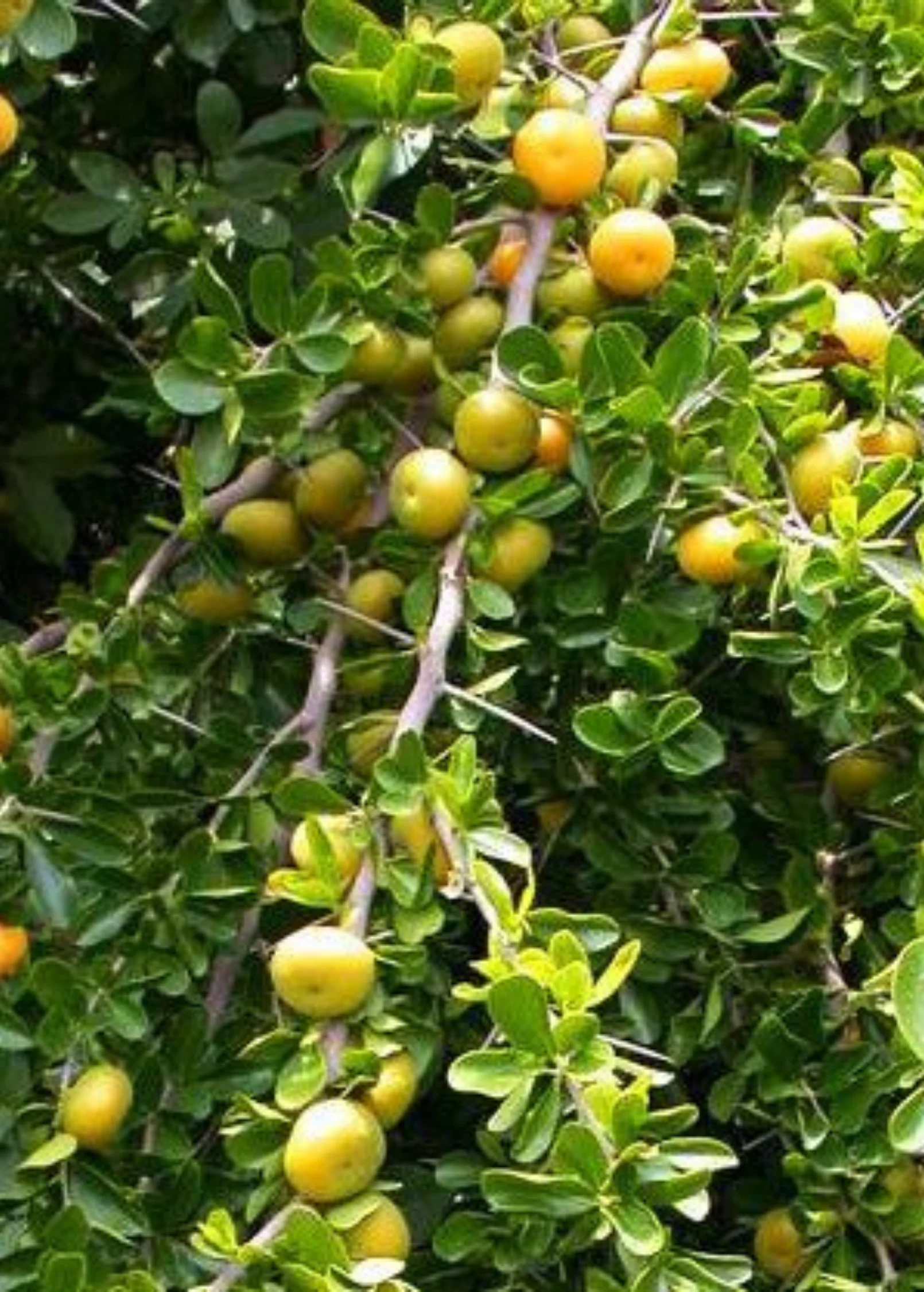 Kei Apple (Dovyalis caffra) - Image 2