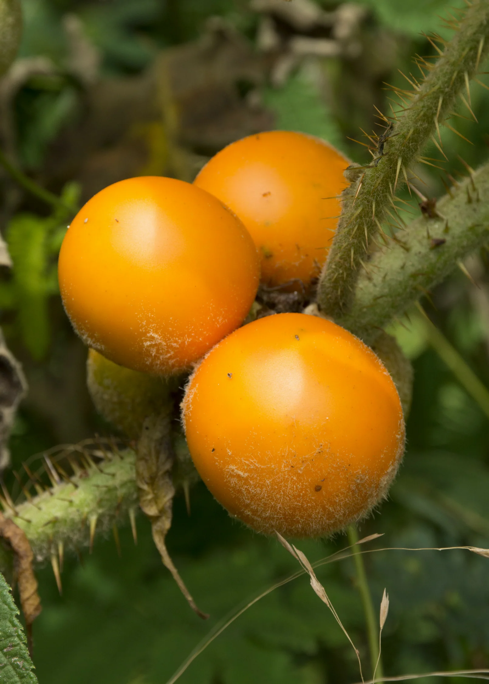 Lulo, Naranjilla (Solanum quitoense) - Image 4
