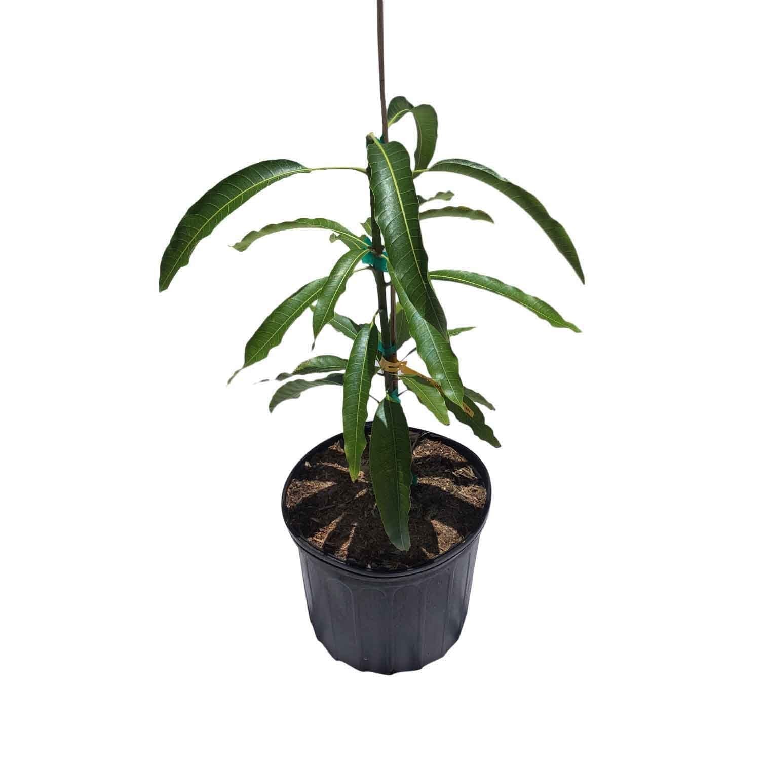 Maha Chanok Mango Tree, Grafted - Image 2