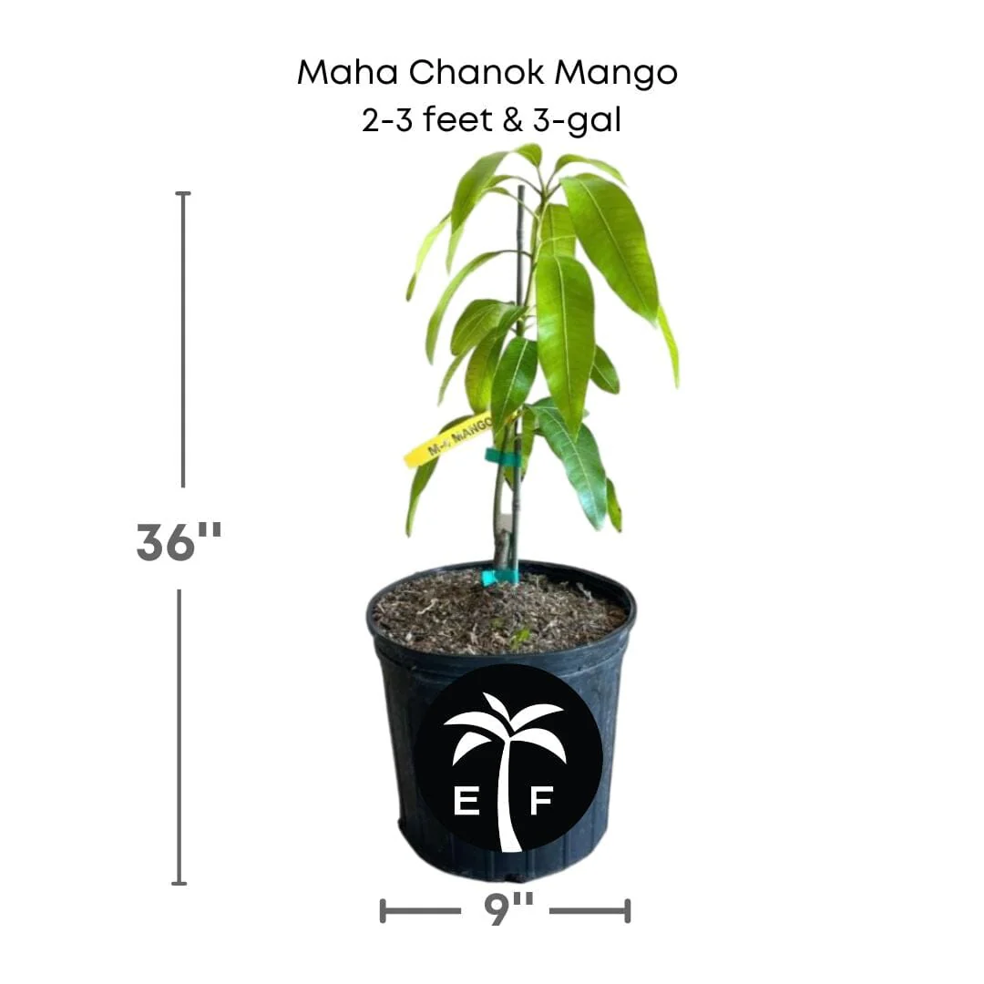 Maha Chanok Mango Tree, Grafted - Image 4