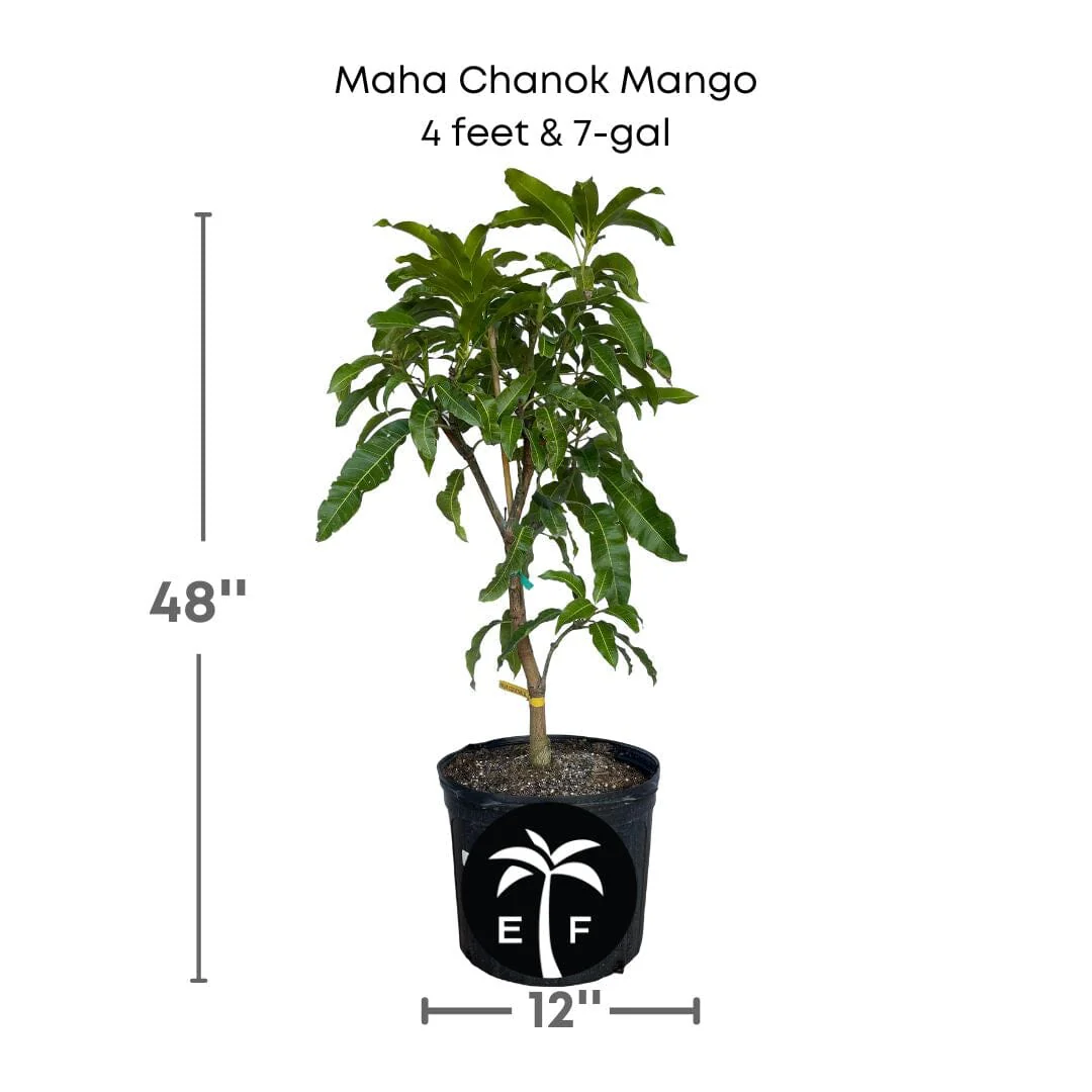Maha Chanok Mango Tree, Grafted - Image 5