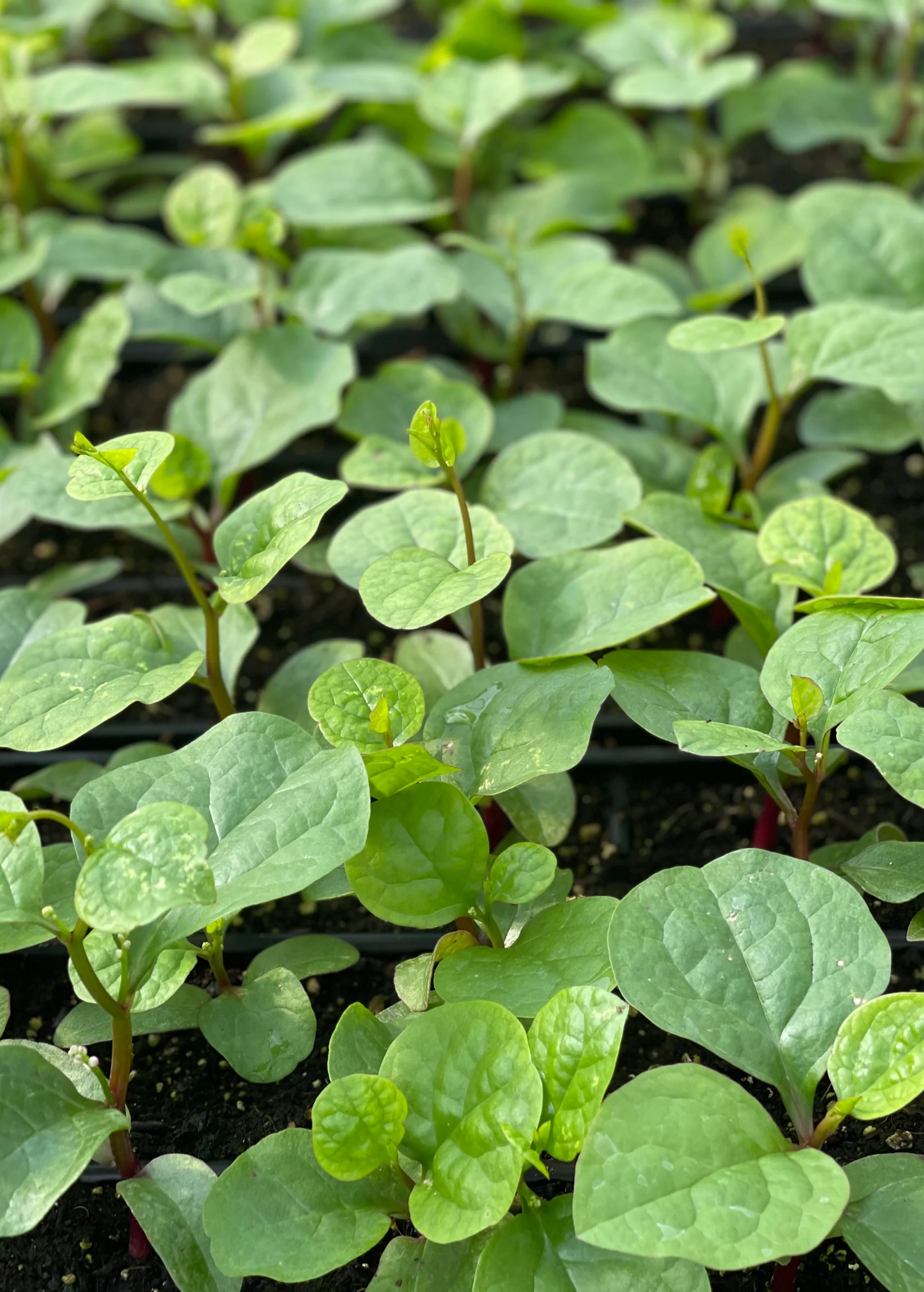 Malabar Spinach (Basella alba) - Image 3