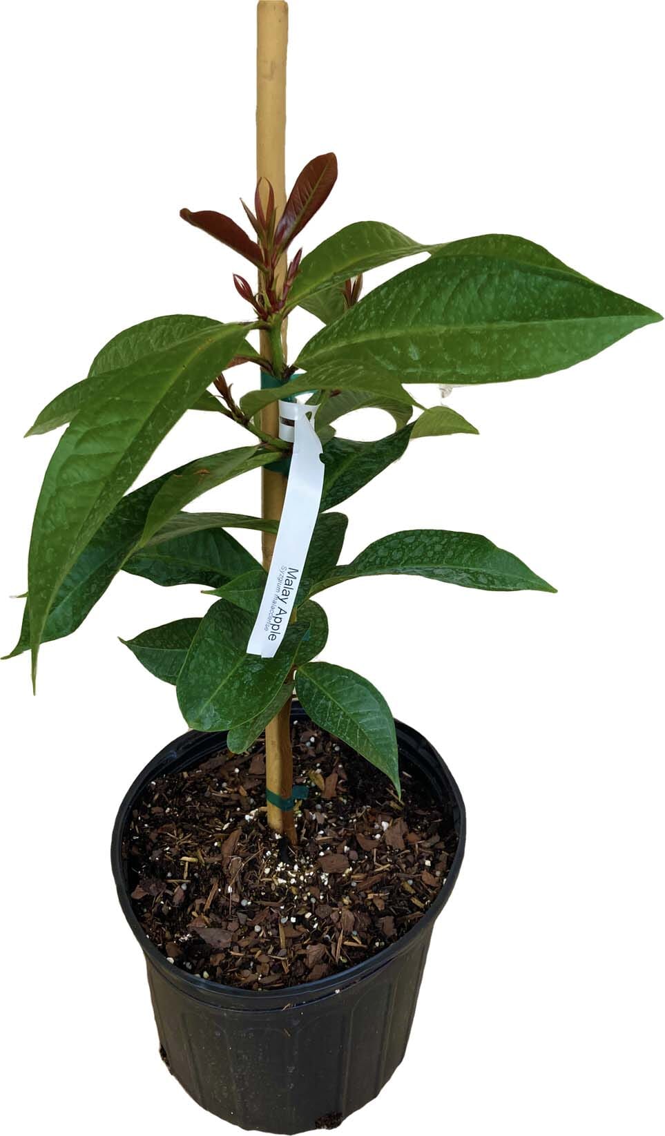 Malay Apple Otaheite Apple – (Airlayered) Fruit Tree for Sale - Image 2