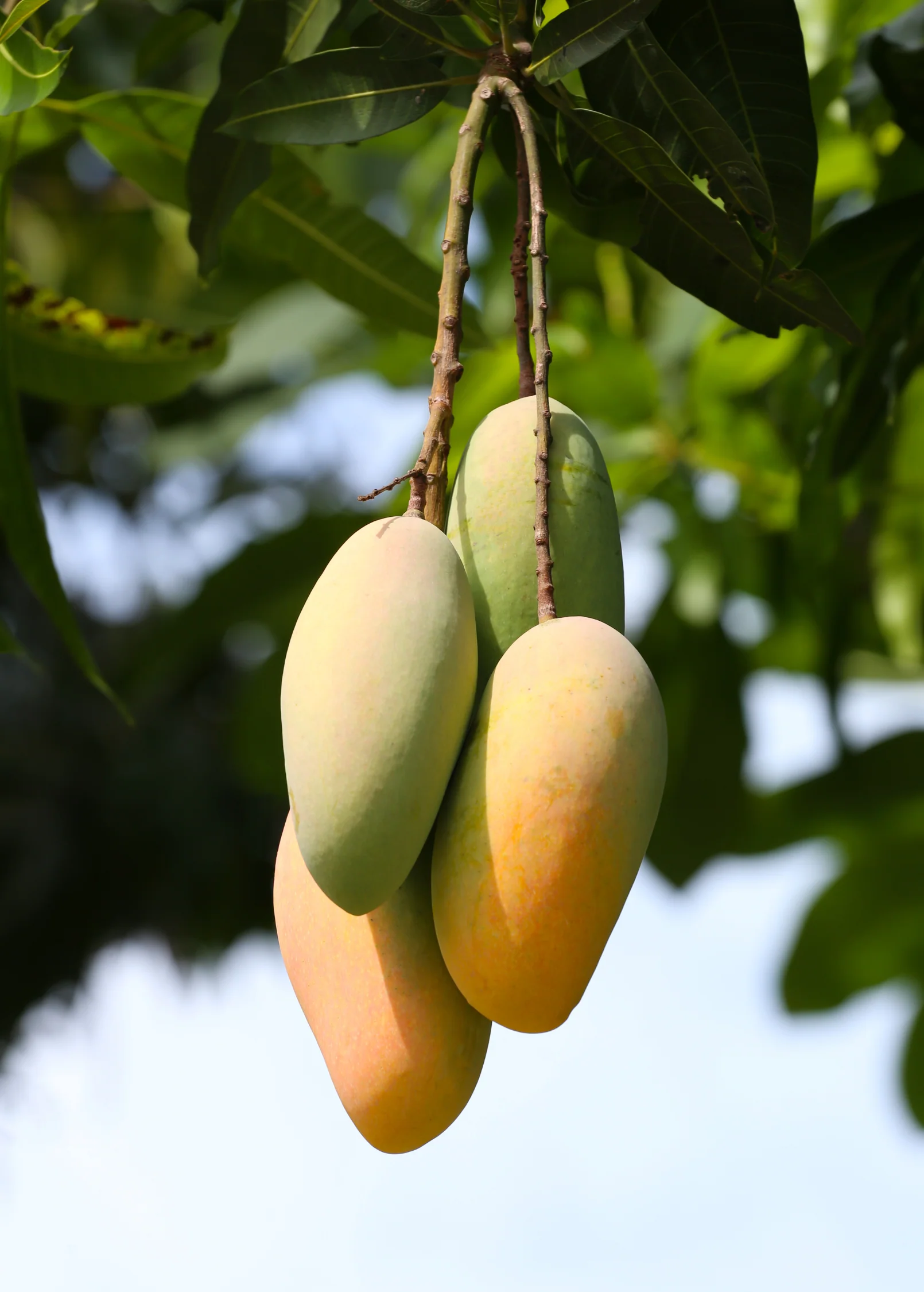 Mango 'Mahachanok' (Mangifera indica) - Image 3