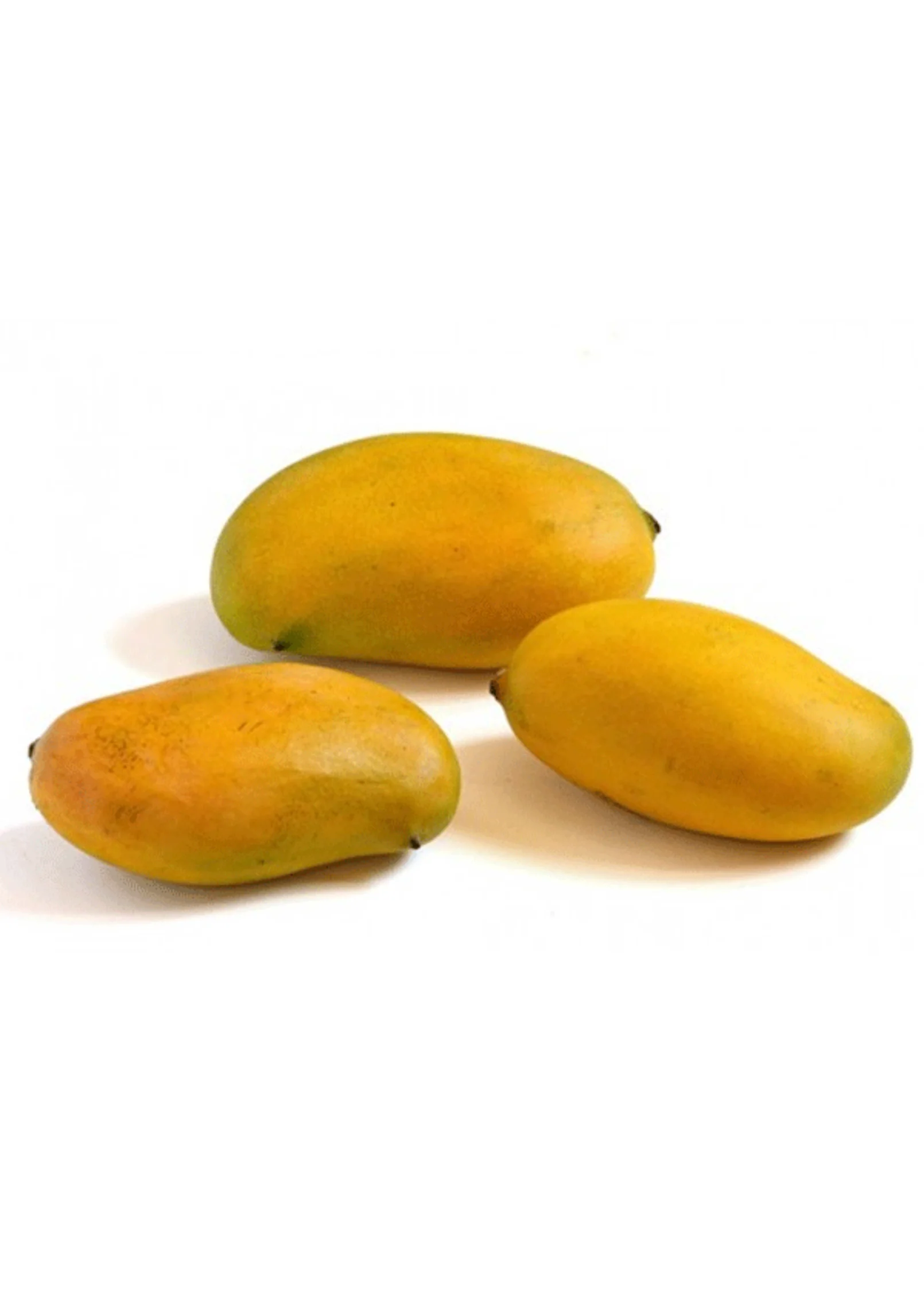 Mango 'Miracle' aka 'Choc-anon' (Mangifera indica) - Image 5