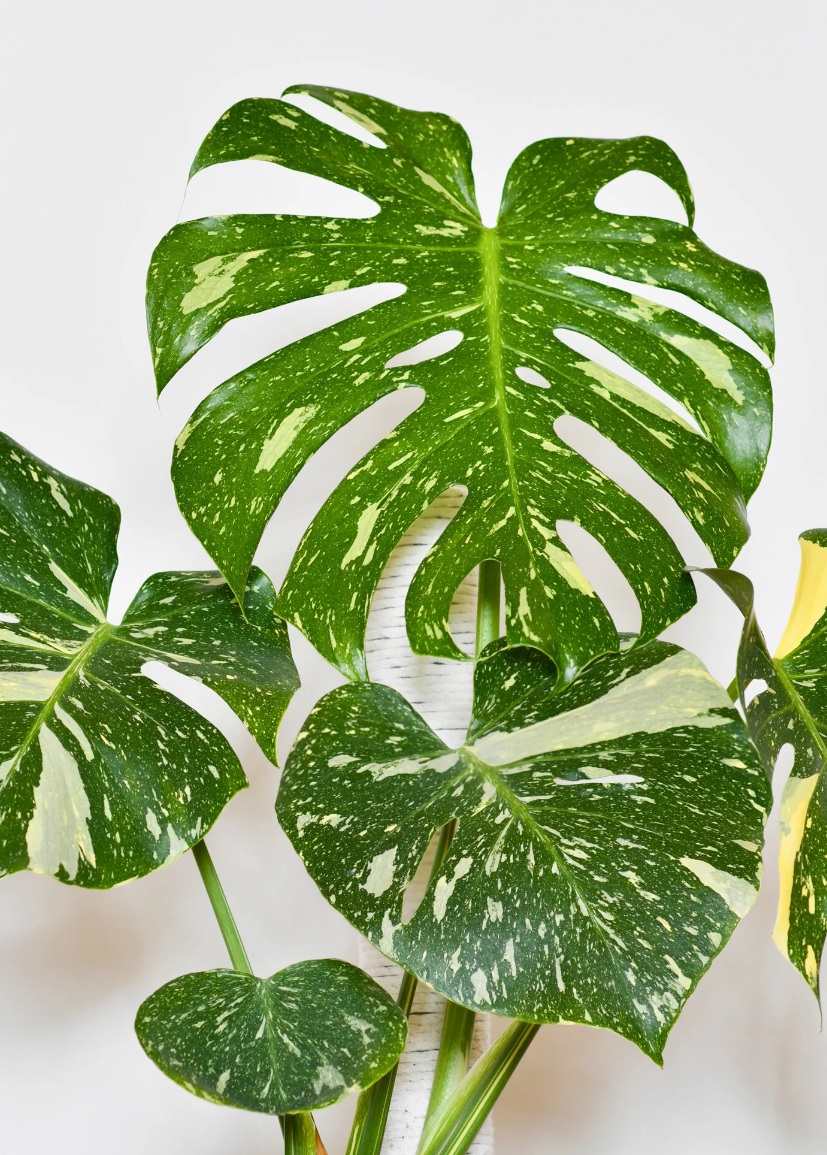 Monstera 'Thai Constellation' (Monstera deliciosa) - Image 3