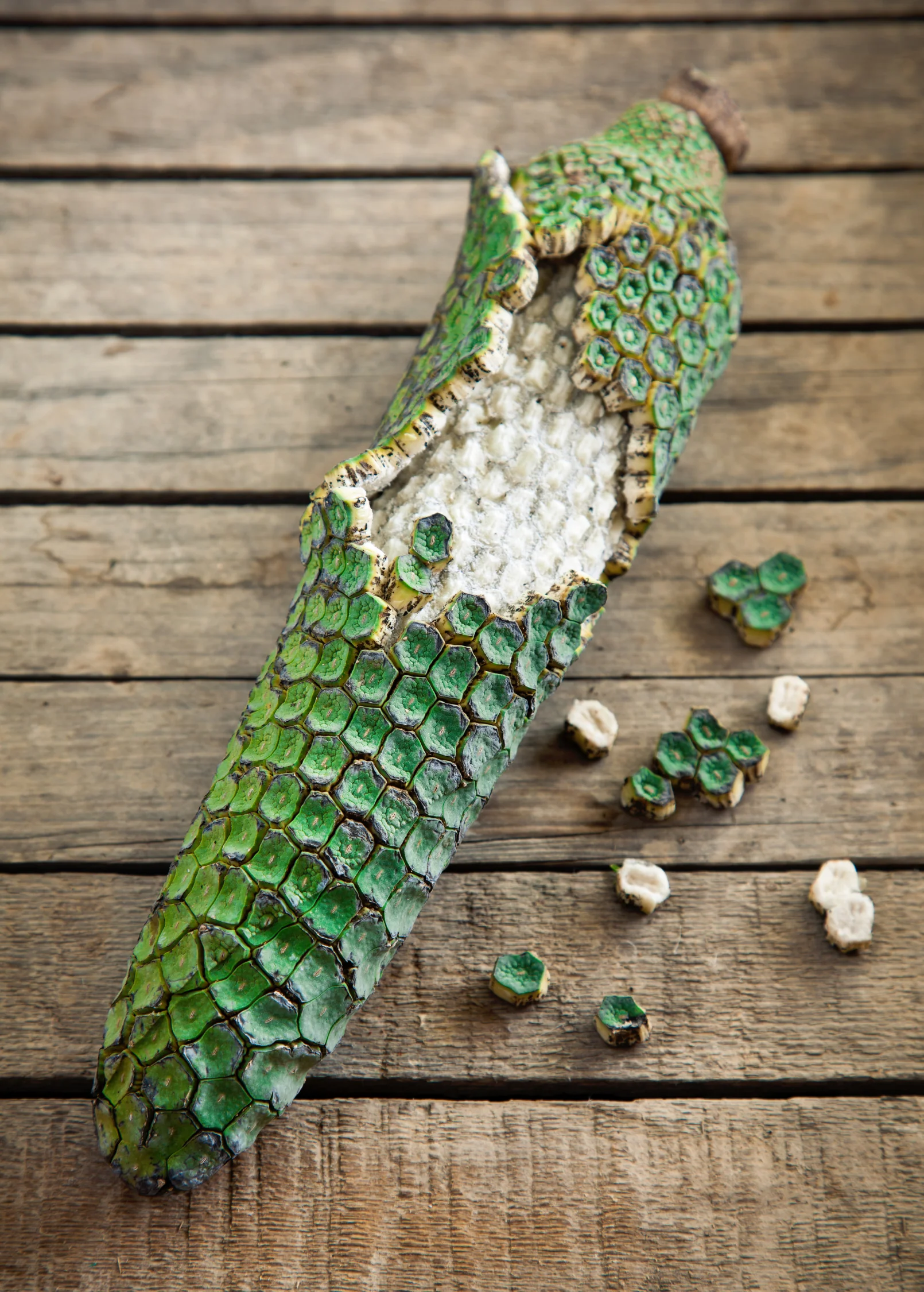 Monstera 'Thai Constellation' (Monstera deliciosa) - Image 7