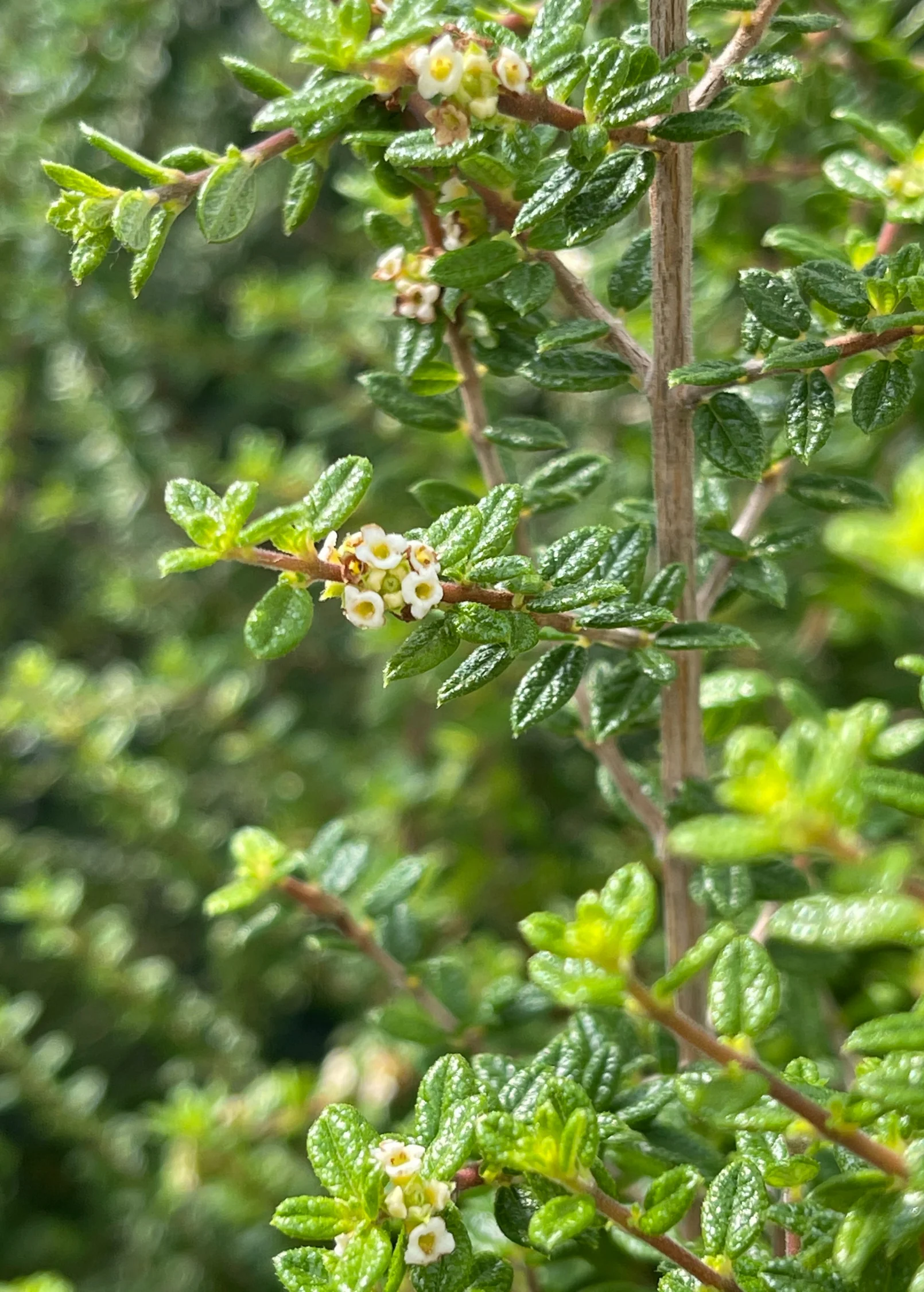 Moujean Tea, Bahama Berry (Nashia inaguensis) - Image 5