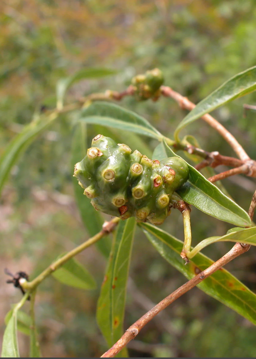 Mouse’s Pineapple (Morinda royoc) - Image 3