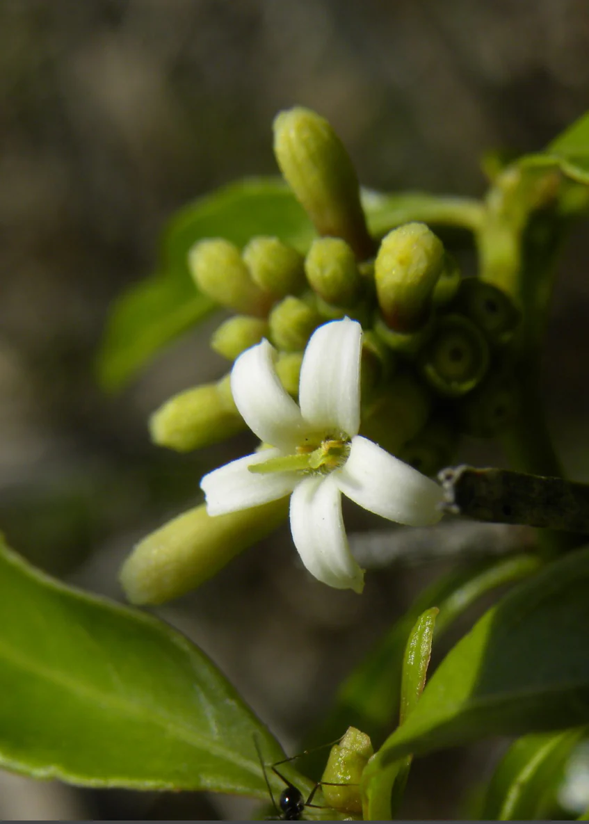 Mouse’s Pineapple (Morinda royoc) - Image 4