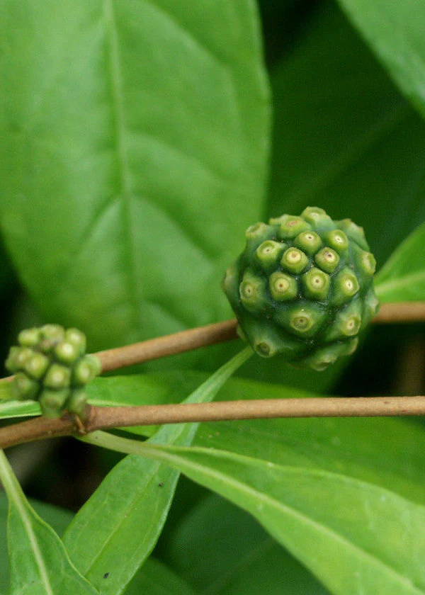 Mouse’s Pineapple (Morinda royoc) - Image 5