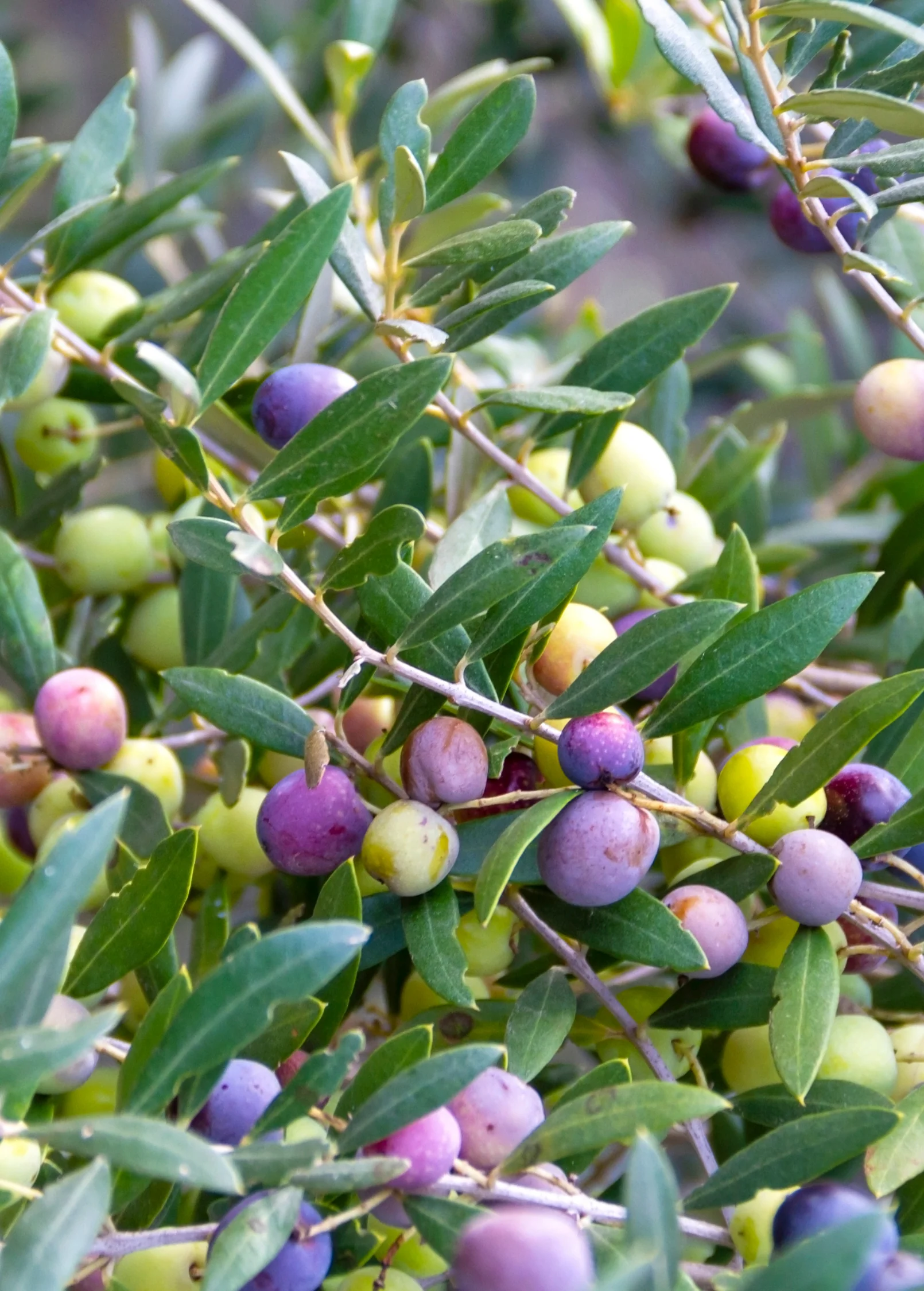 Olive 'Arbequina' (Olea europea) - Image 5