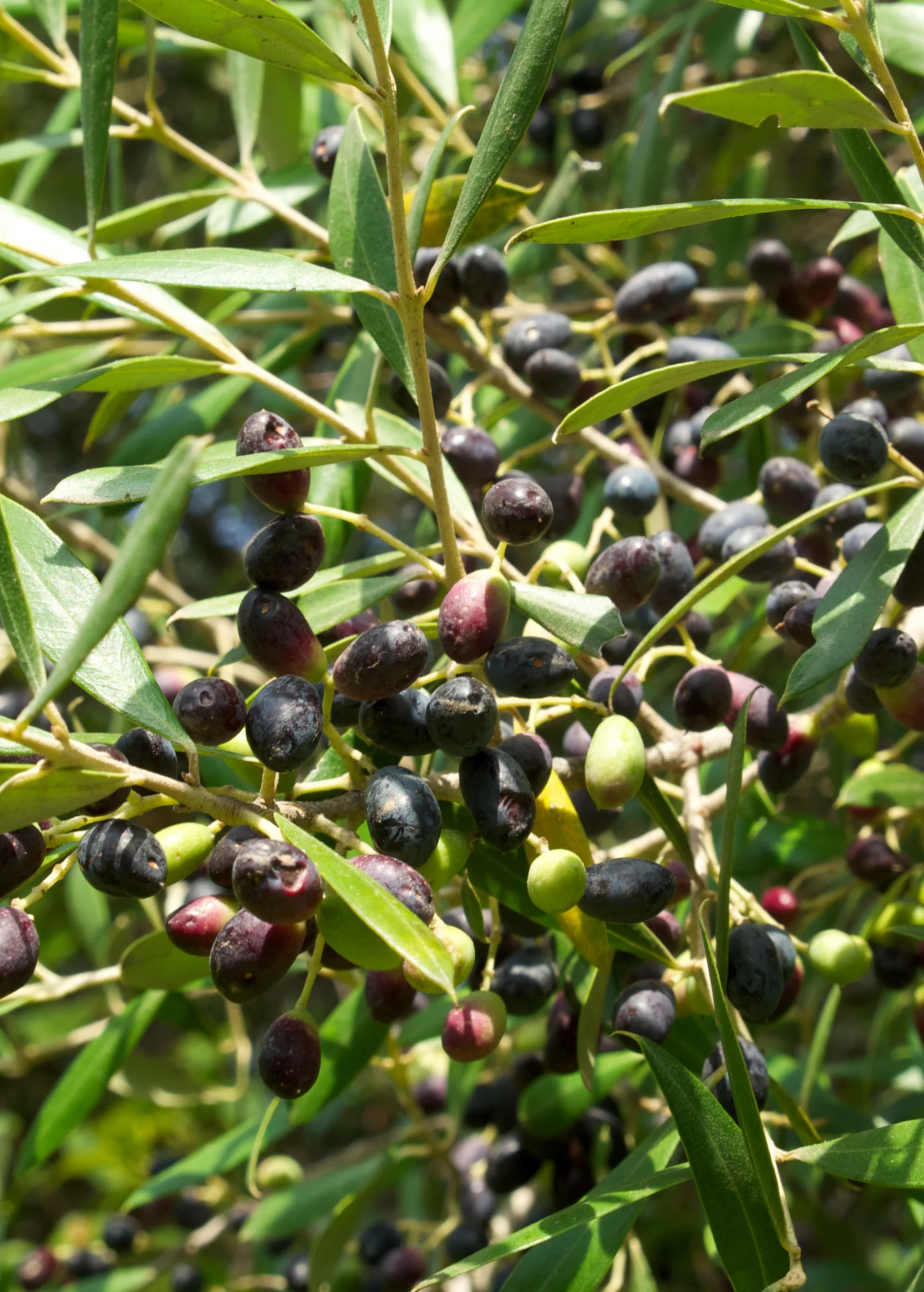 Olive 'Arbequina' (Olea europea) - Image 7