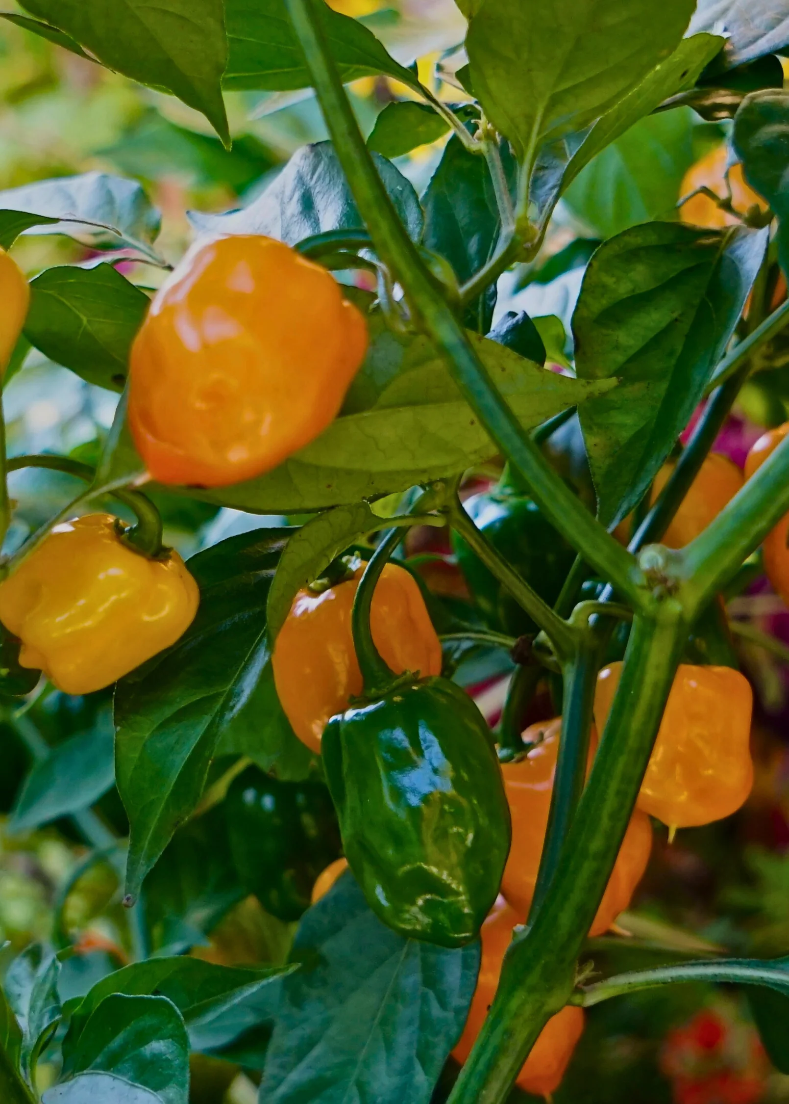 Orange Habanero Pepper (Capsicum chinense) - Image 4