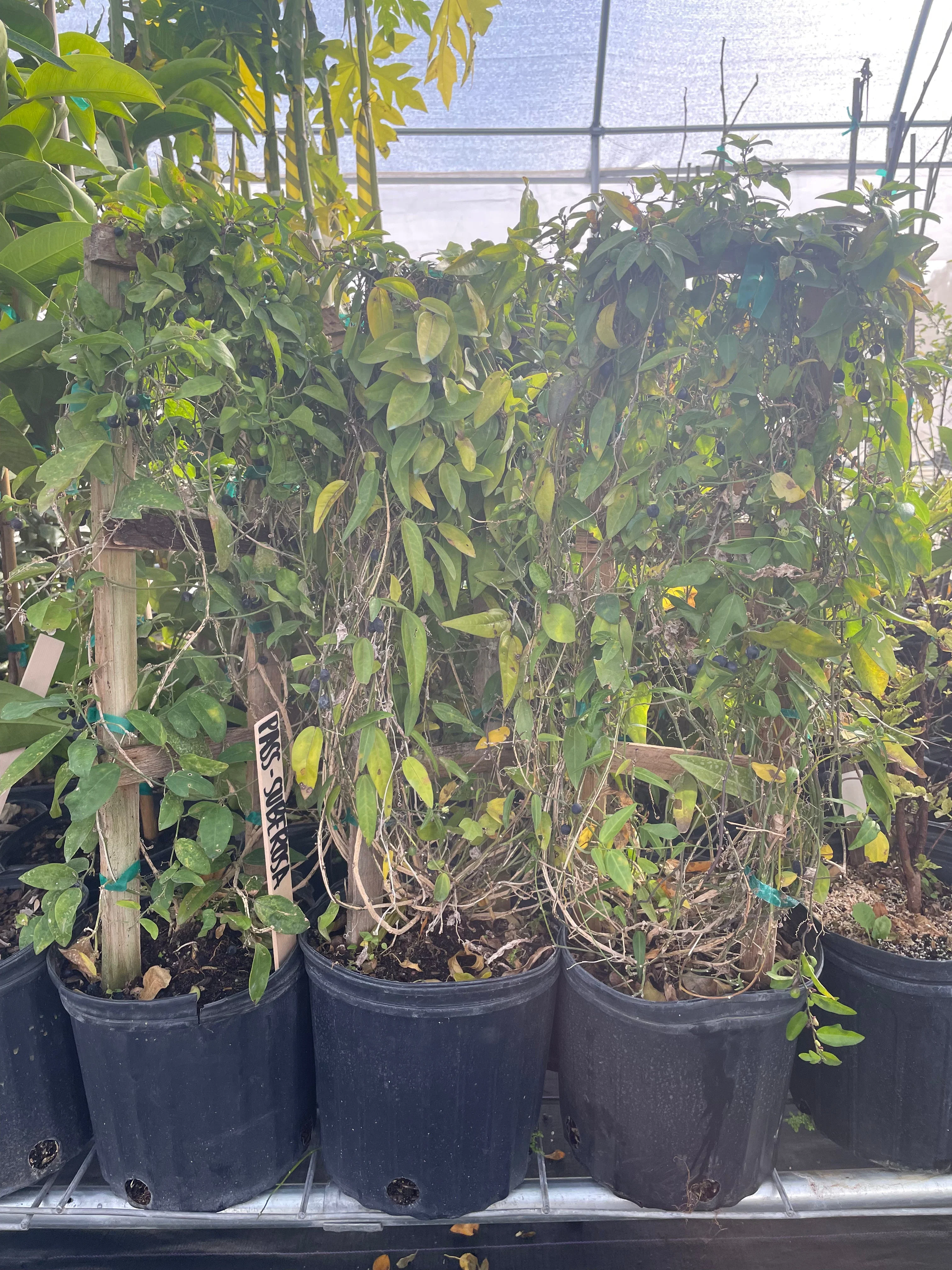 Passiflora Suberosa (Corky Stem Passion Fruit) - Image 4