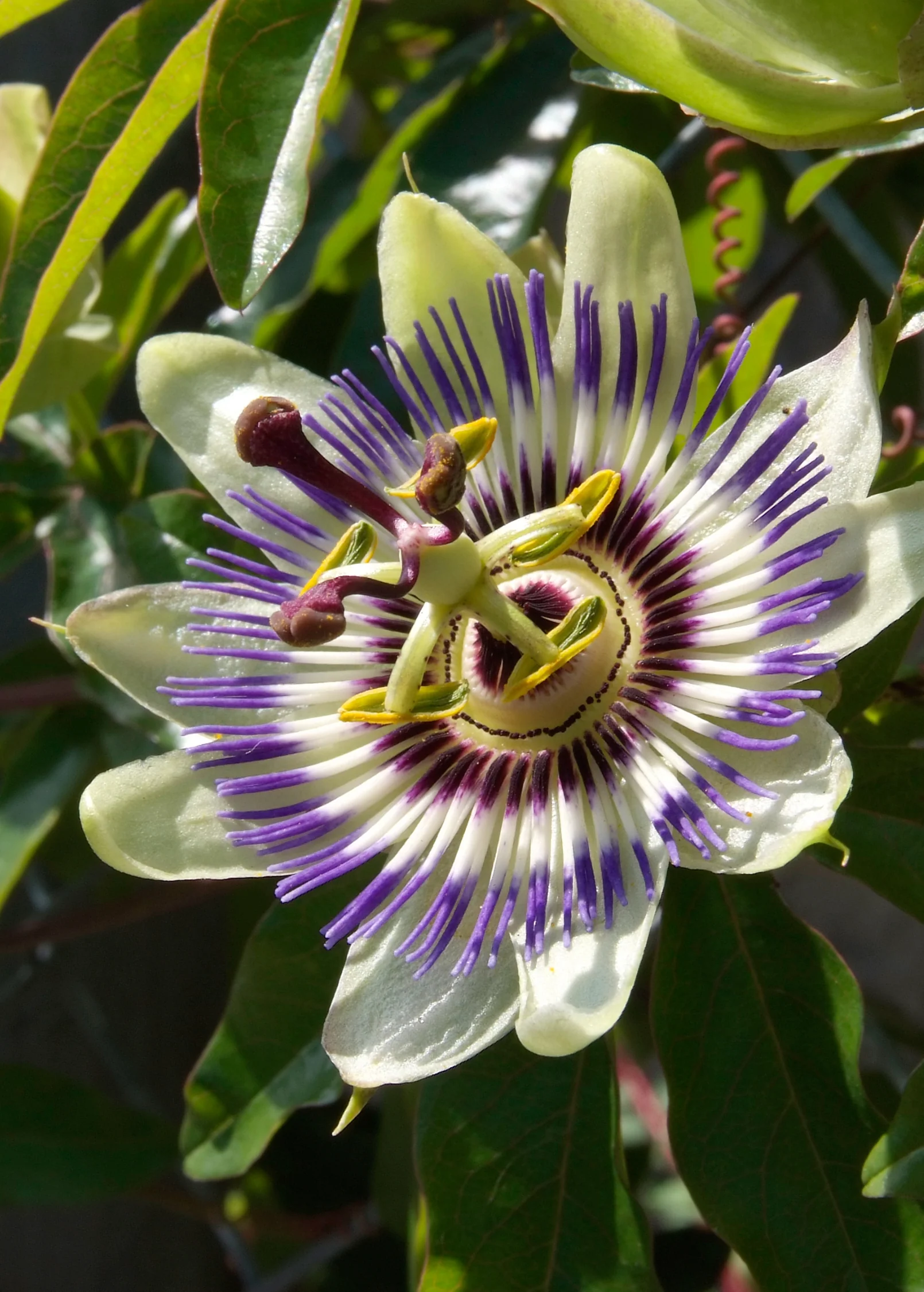 Passion Fruit Vine ‘Sweet Yellow Sunrise’ (Passiflora edulis var. flavicarpa) - Image 2