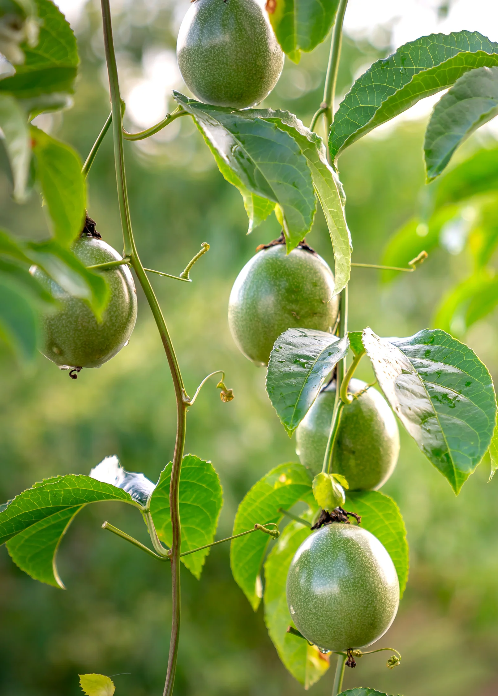 Passion Fruit Vine ‘Sweet Yellow Sunrise’ (Passiflora edulis var. flavicarpa) - Image 3
