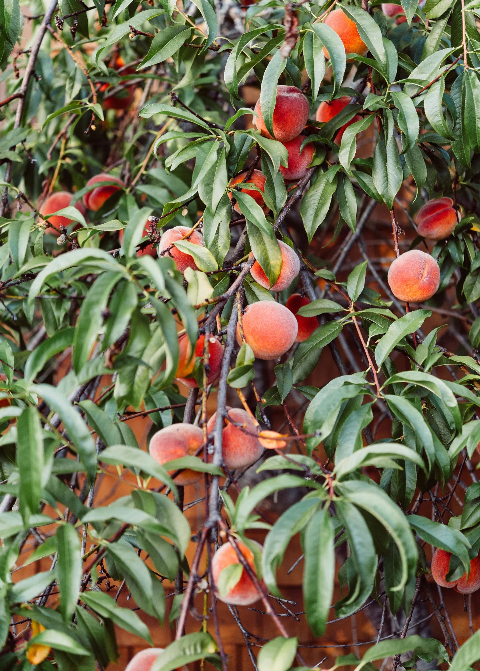 Peach 'UF Sun' (Prunus persica)