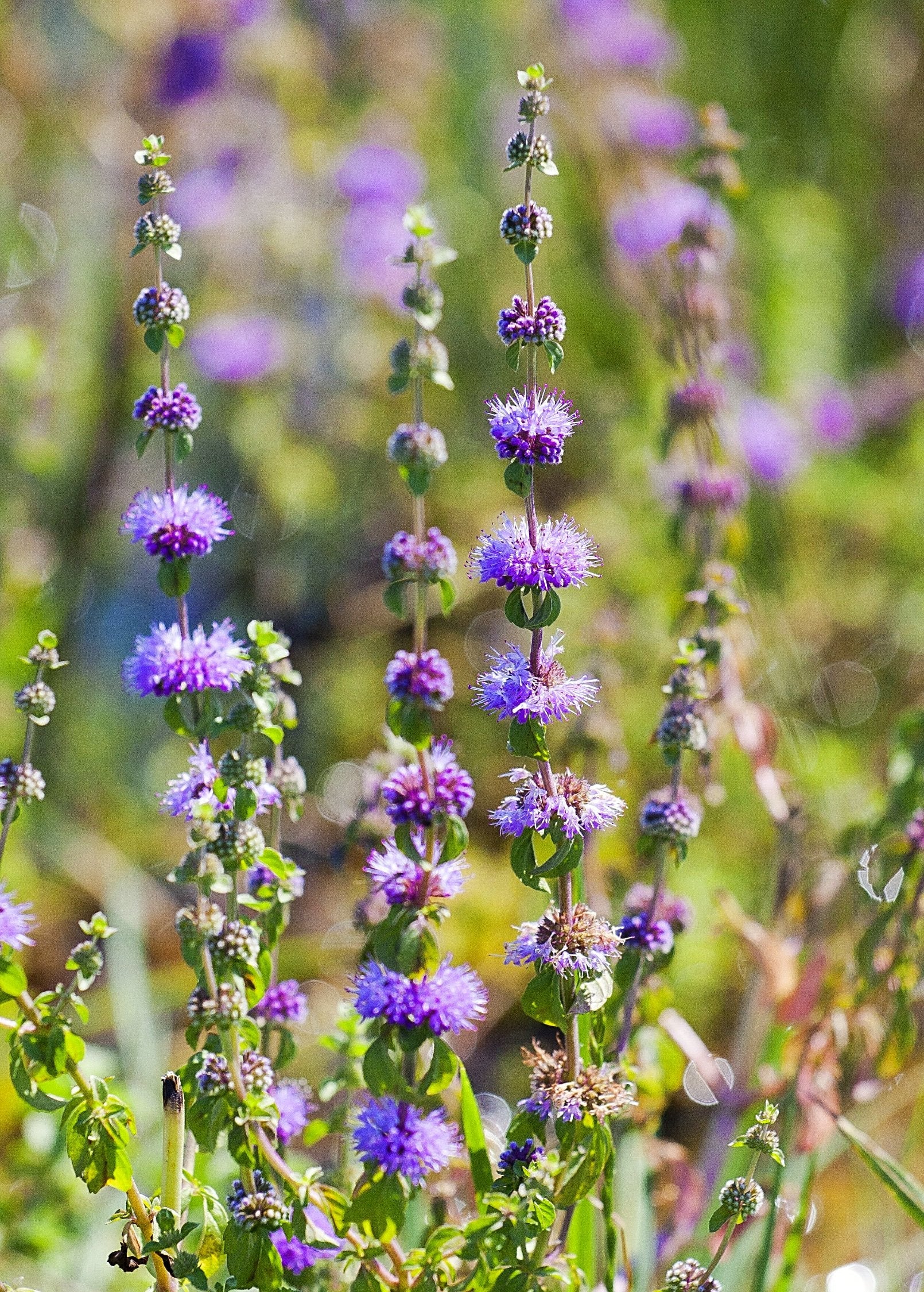 Pennyroyal (Mentha pulegium) - Image 2