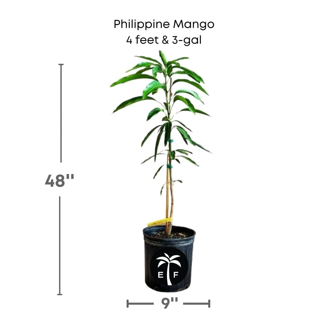 Philippine Filipino Mango Tree, Manila Grafted - Image 4
