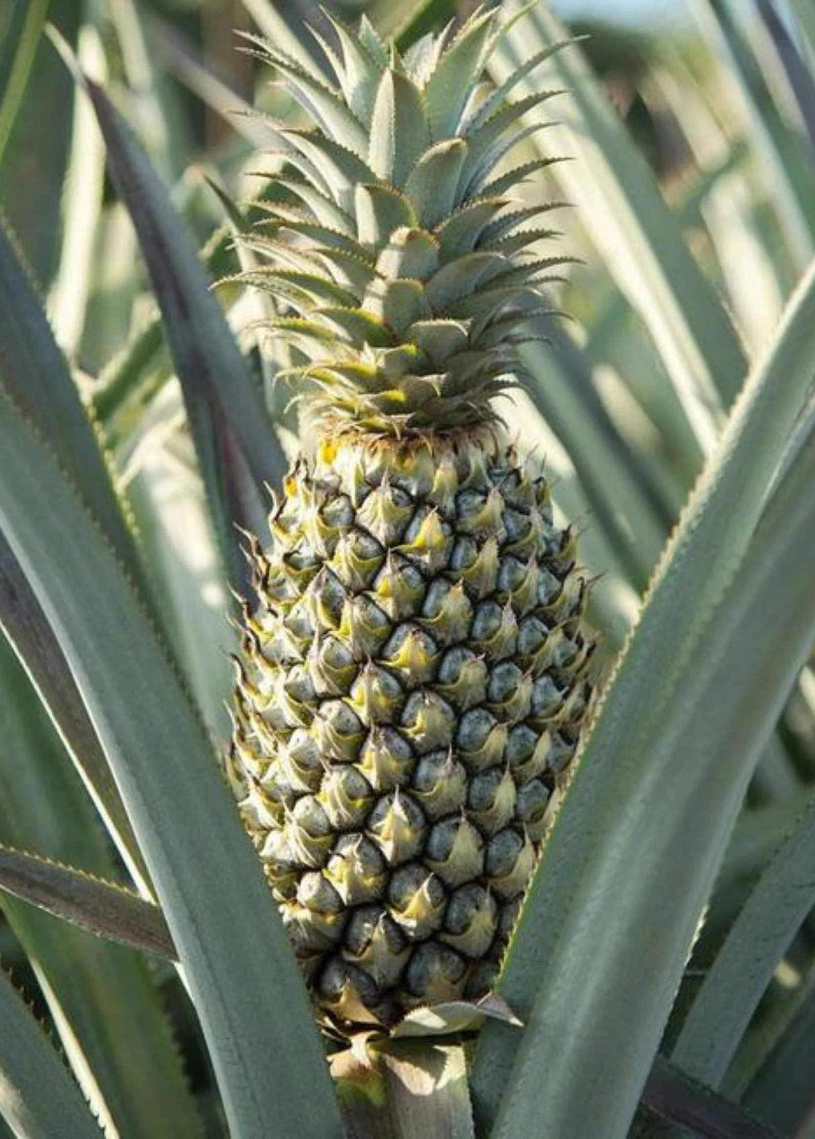 Pineapple 'Florida Special' (Ananas comosus) - Image 2
