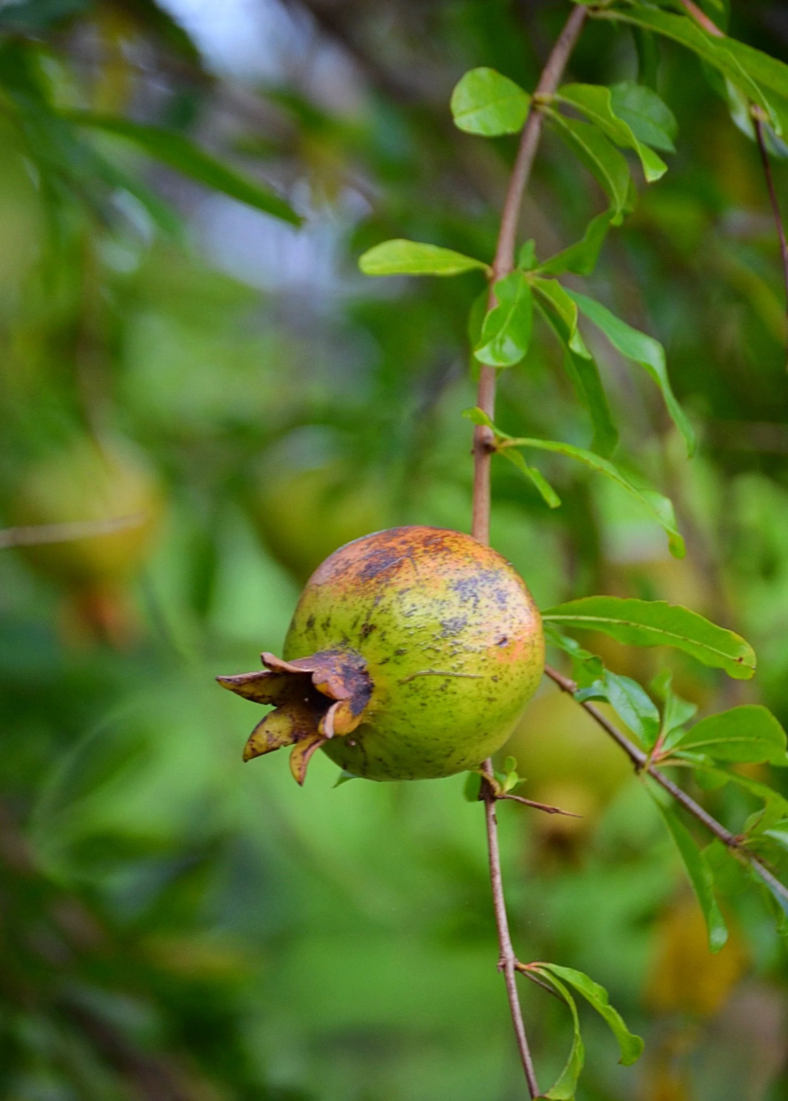 Pomegranate 'Vietnamese Pink' (Punica granatum) - Image 5