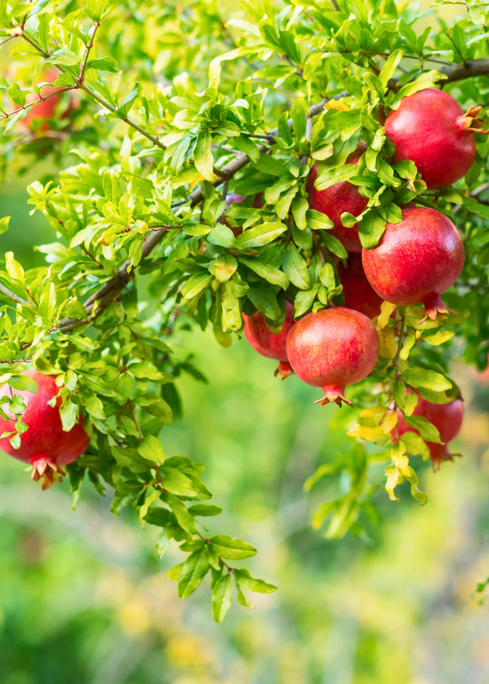 Pomegranate 'Wonderful' (Punica granatum) - Image 4