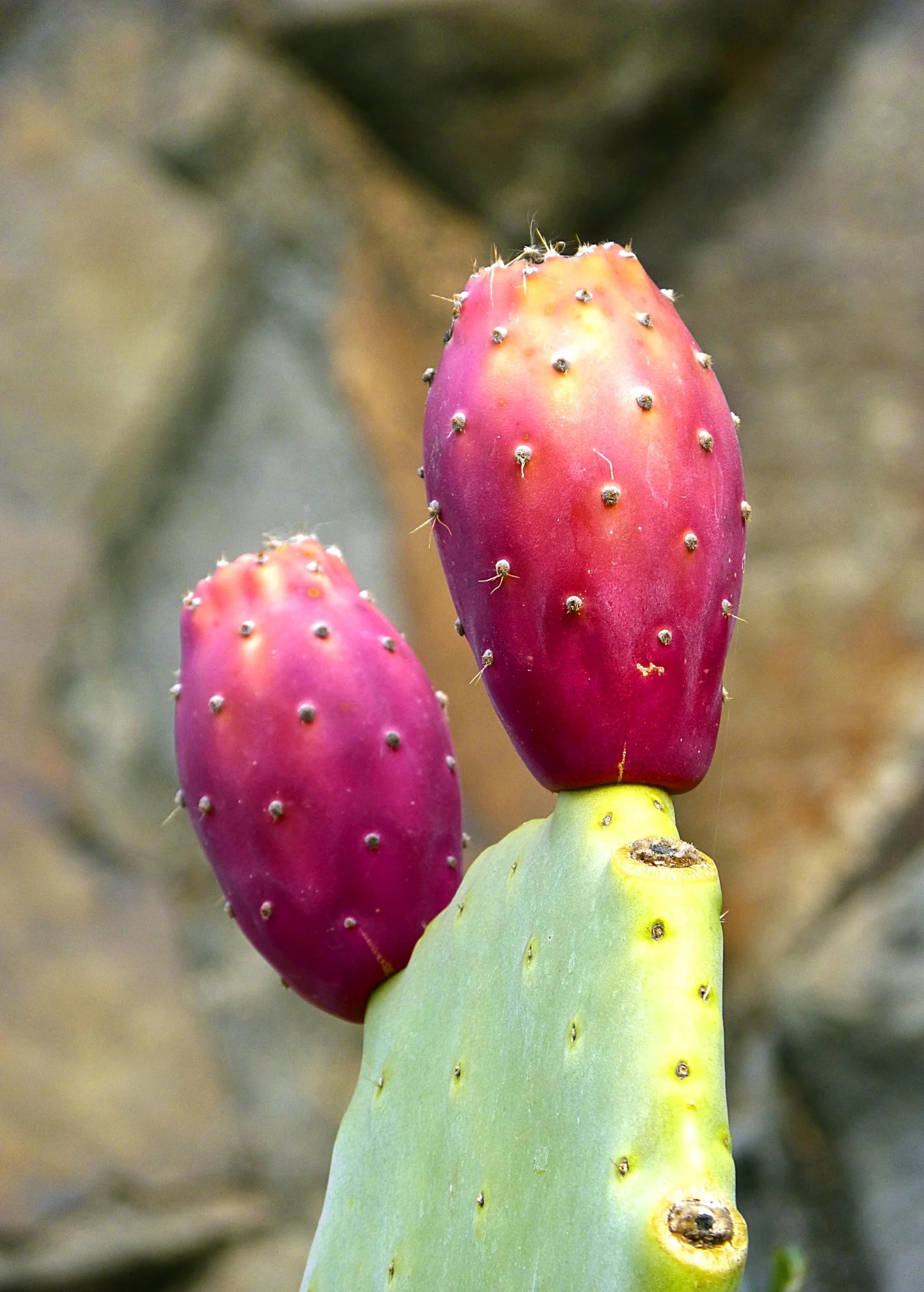 Prickly Pear (Opuntia ficus-indica)
