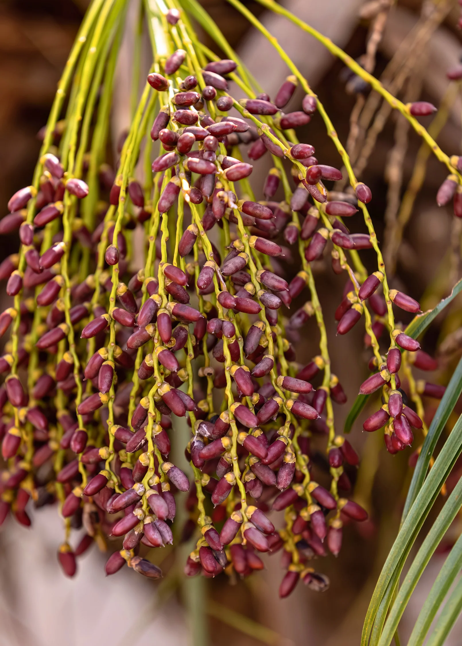 Pygmy Date Palm (Phoenix roebelenii) - Image 2