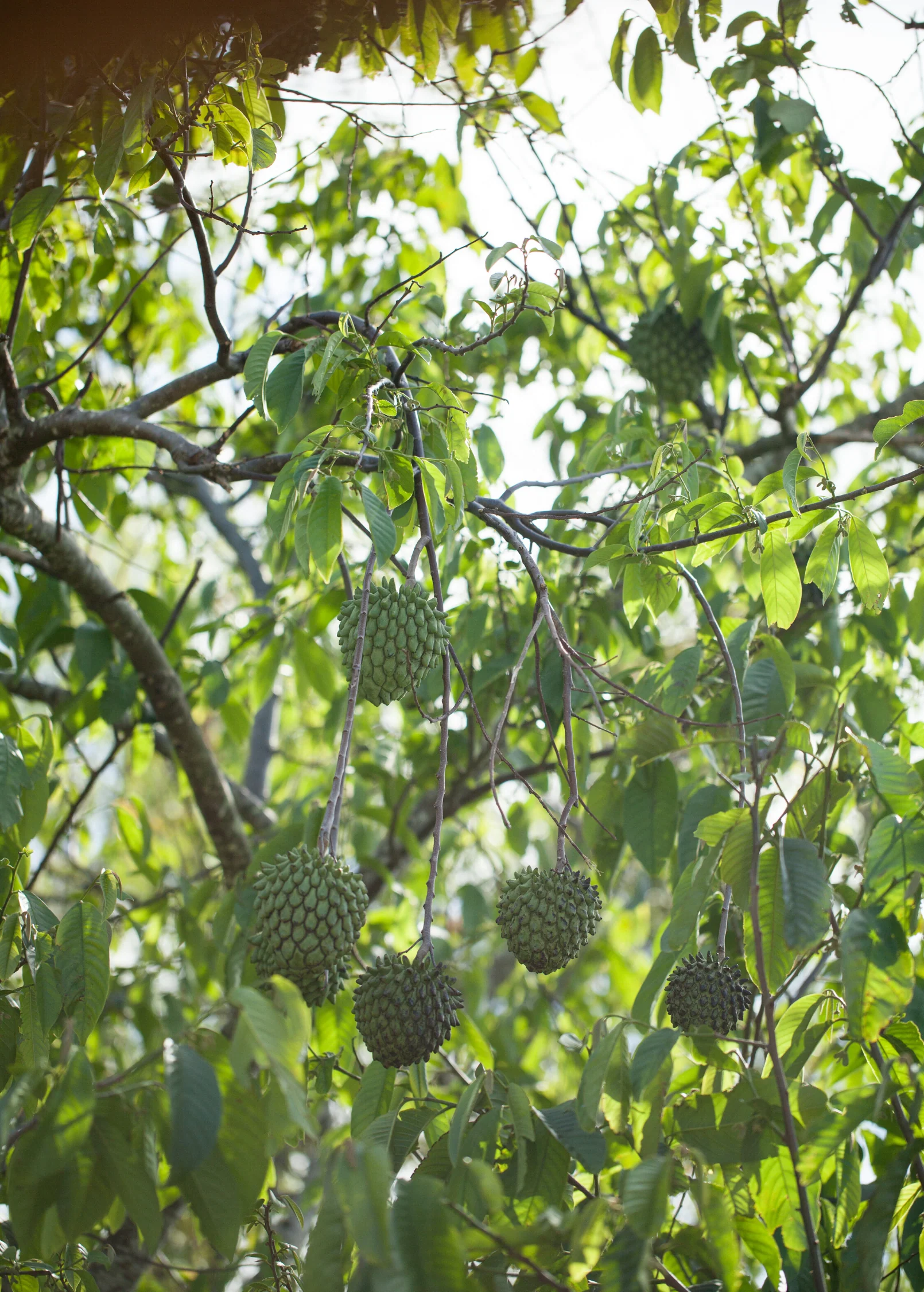 Rollinia (Rollinia deliciosa) - Image 2
