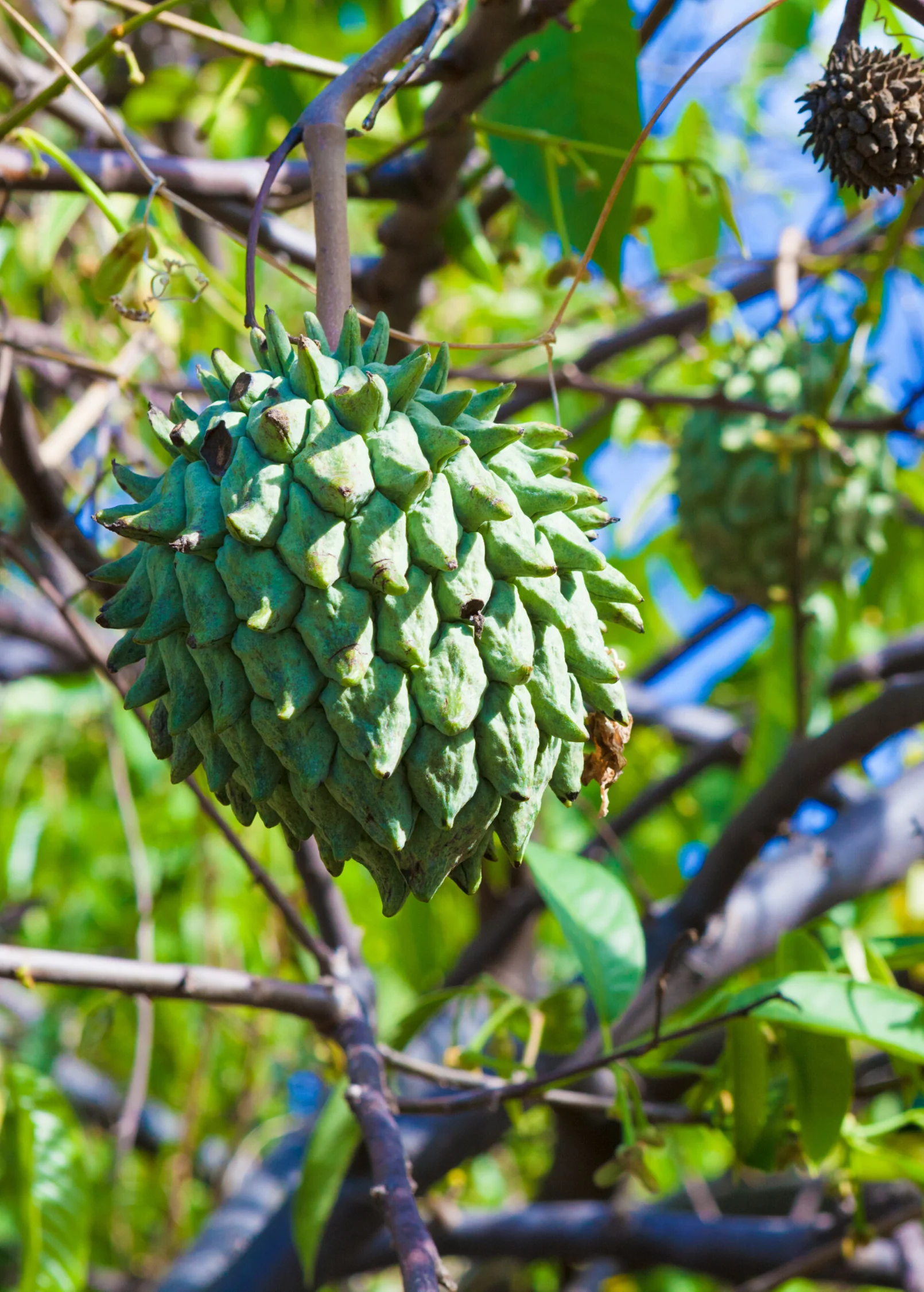 Rollinia (Rollinia deliciosa) - Image 4