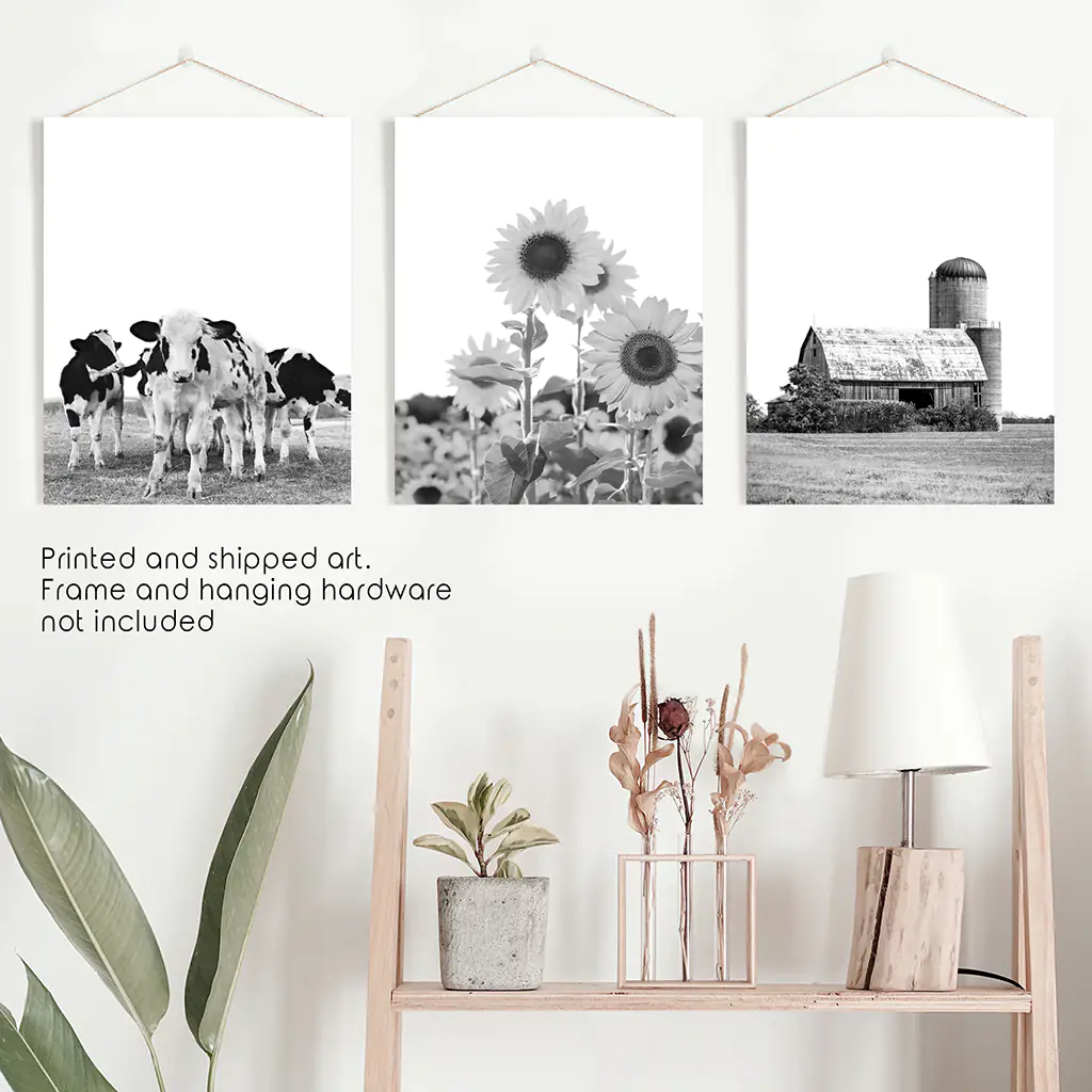 Rustic Black White Wall Art Set. Cows, Sunflowers, Old Barn - Image 9