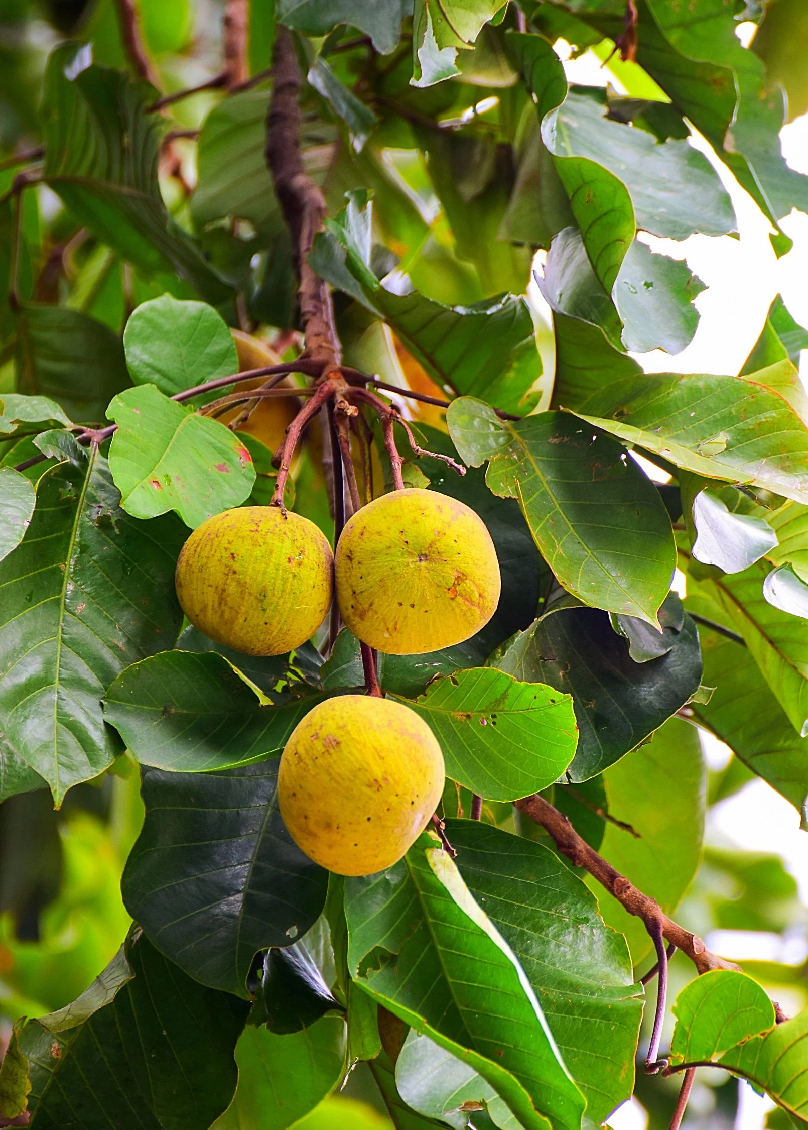 Santol (Sandoricum koetjape) - Image 3