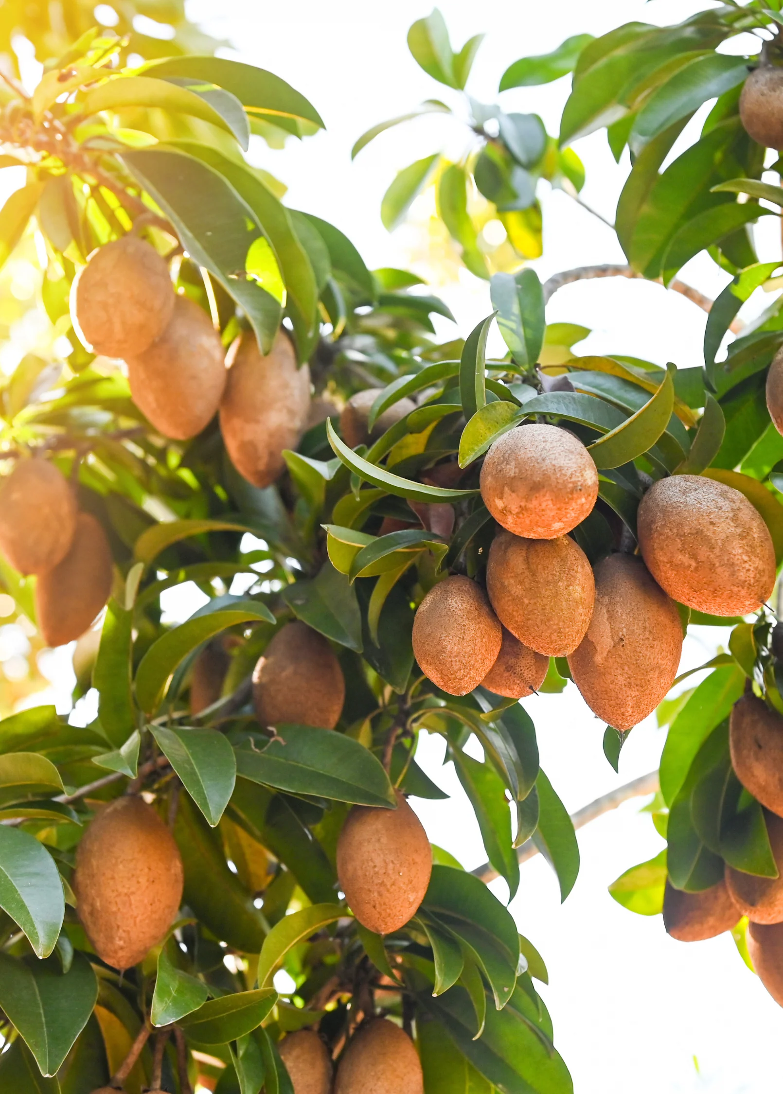 Sapodilla, Seedling (Manilkara zapota) - Image 3