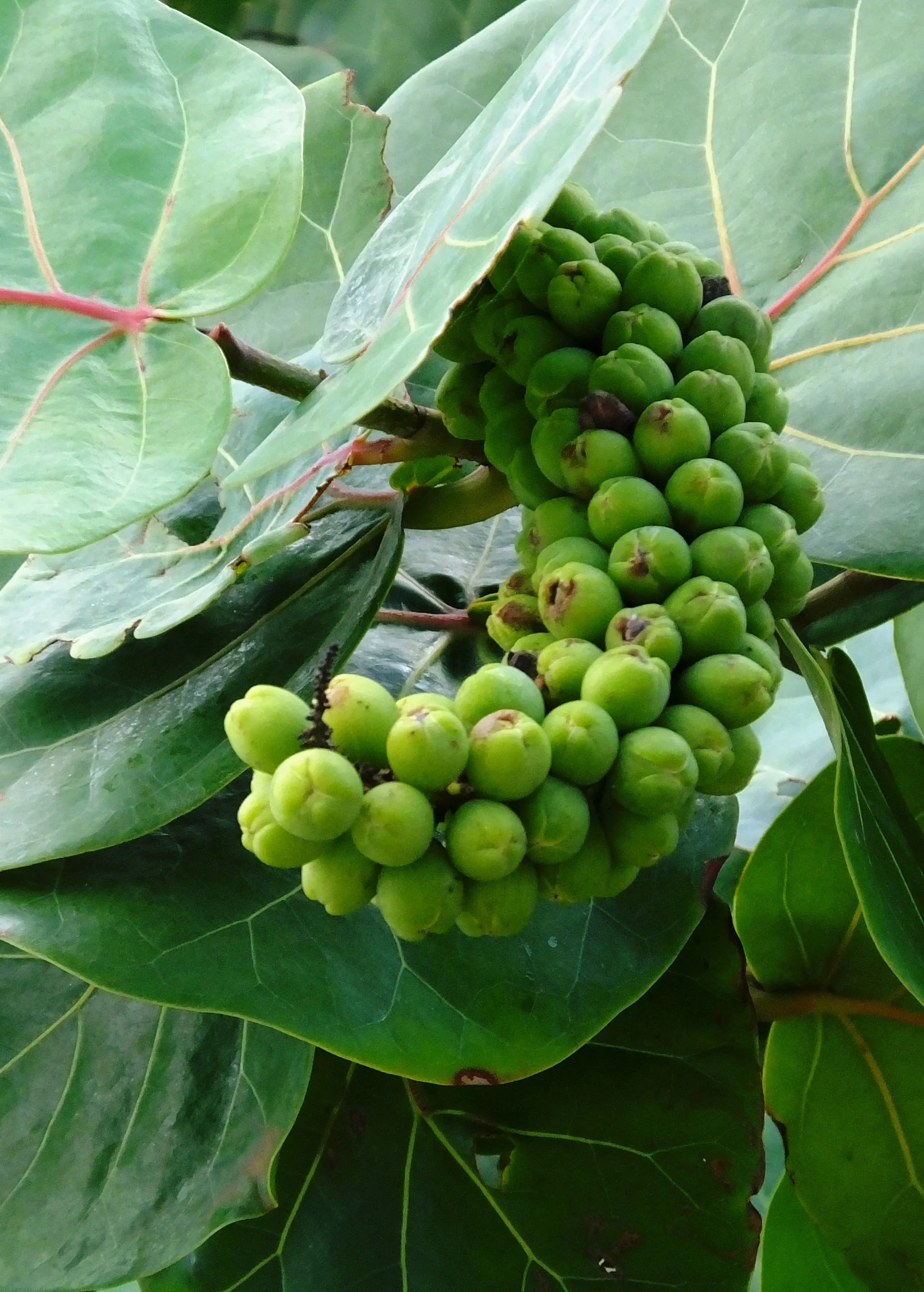 Sea Grape (Coccoloba uvifera) - Image 5