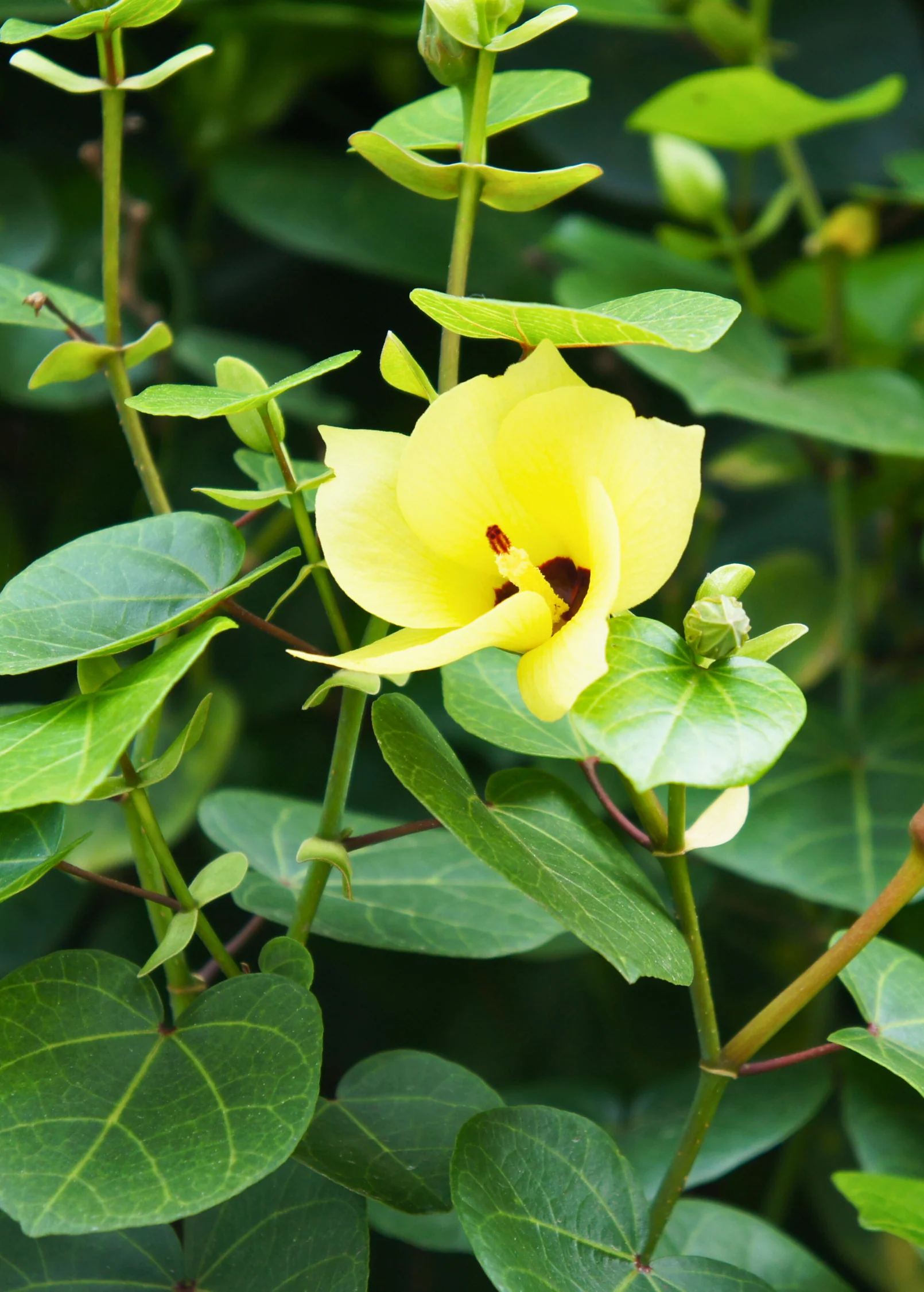 Sea Hibiscus (Hibiscus tiliaceus) - Image 3
