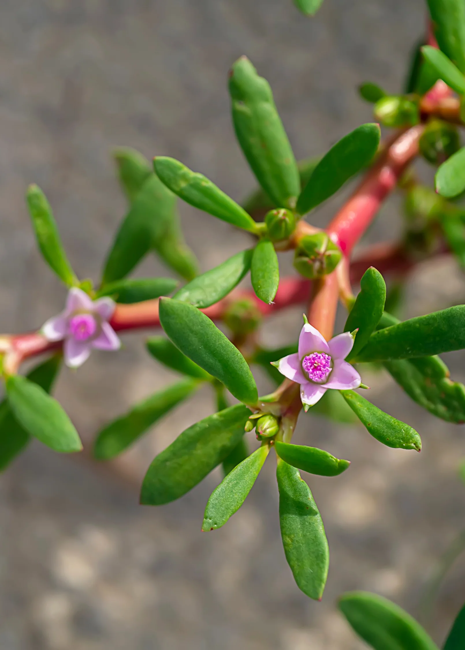 Sea Purslane (sesuvium portulacastrum) - Image 3