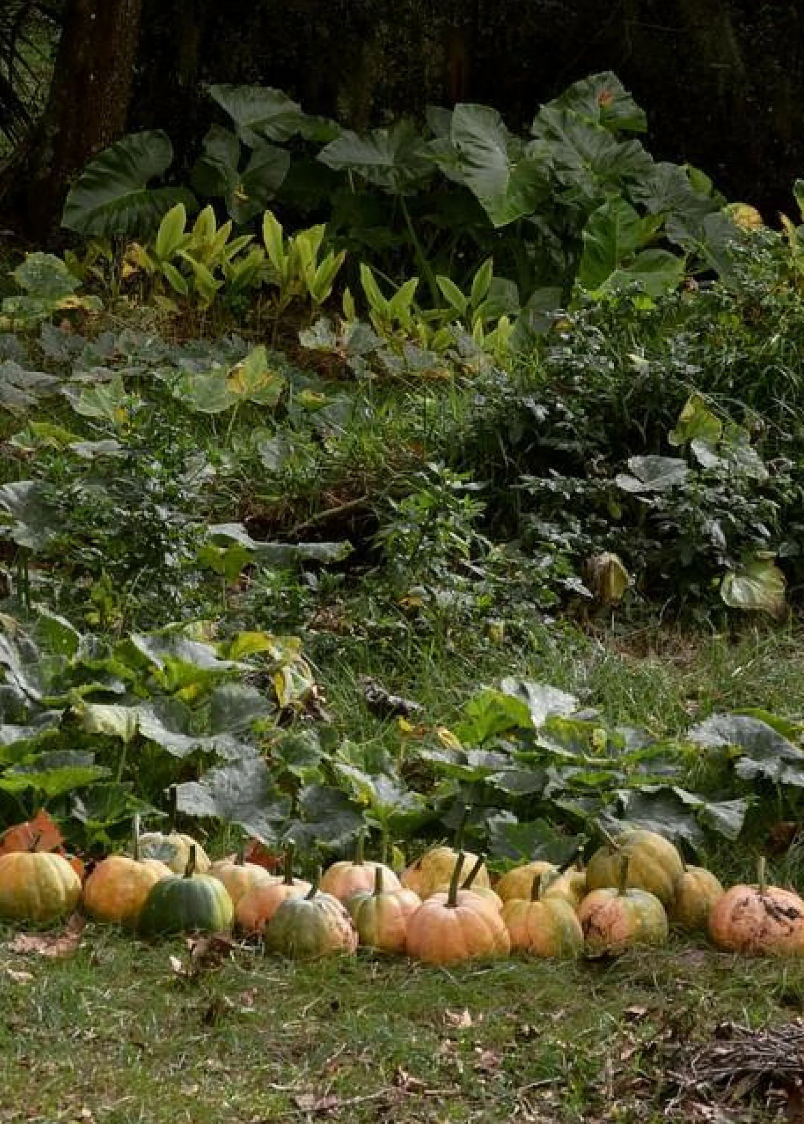Seminole Pumpkin (Cucurbita moschata)