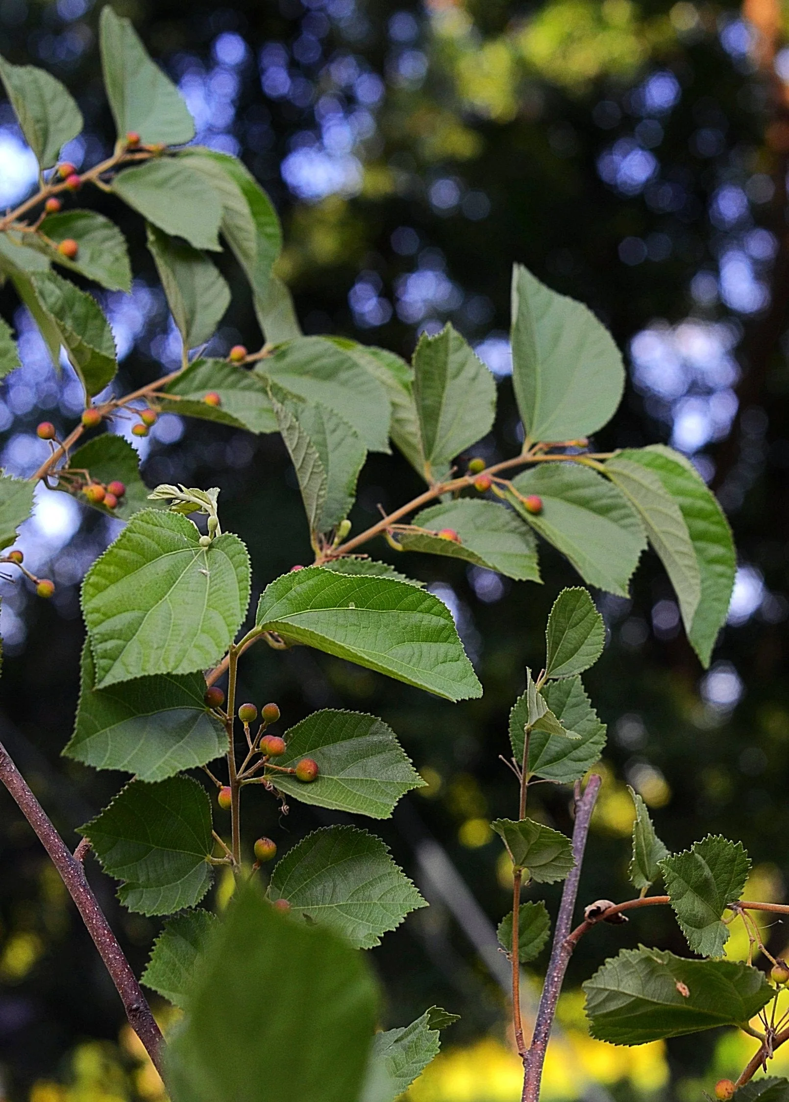 Sherbert Berry (Grewia asiatica) - Image 2