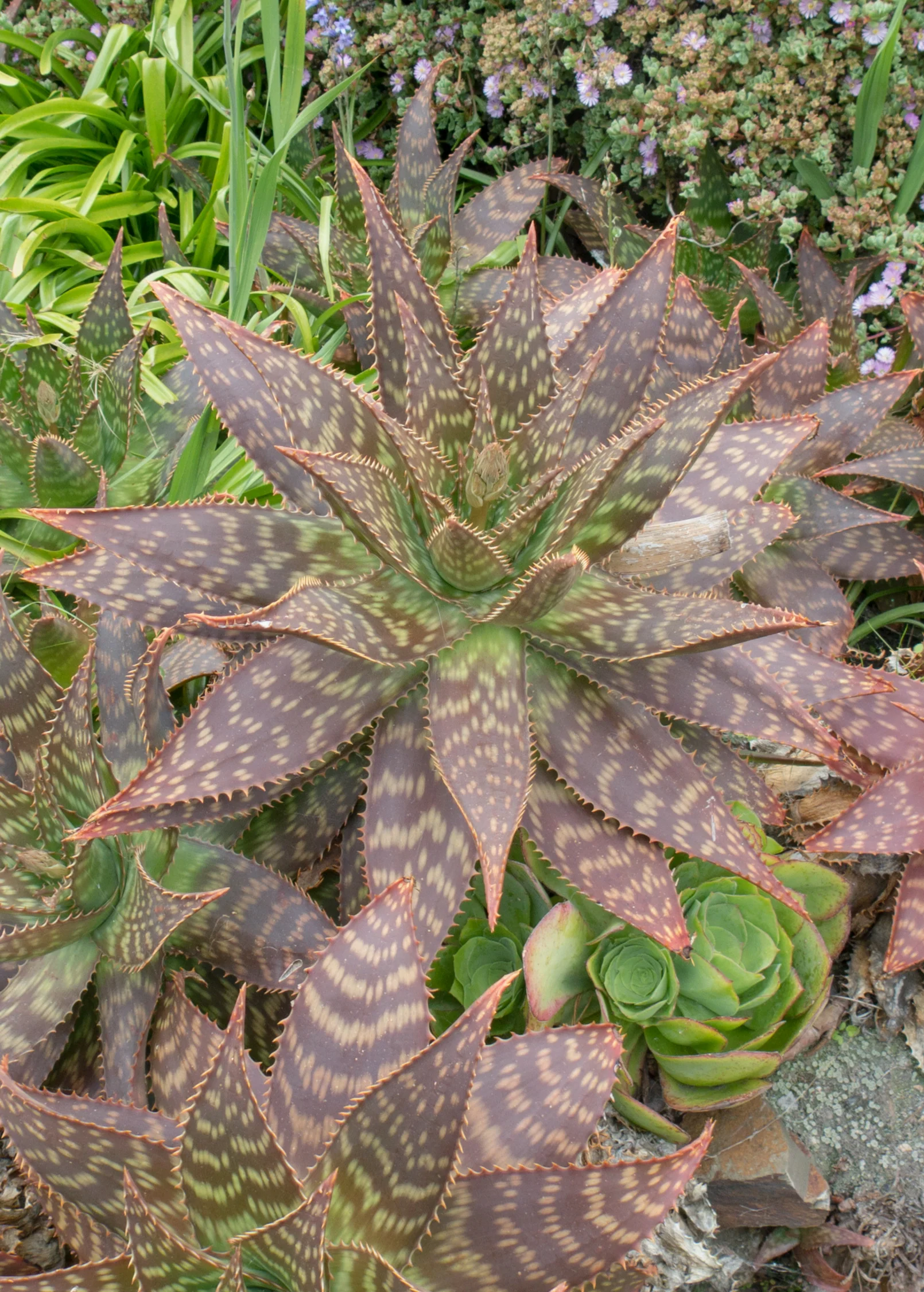Soap Aloe (Aloe maculata)