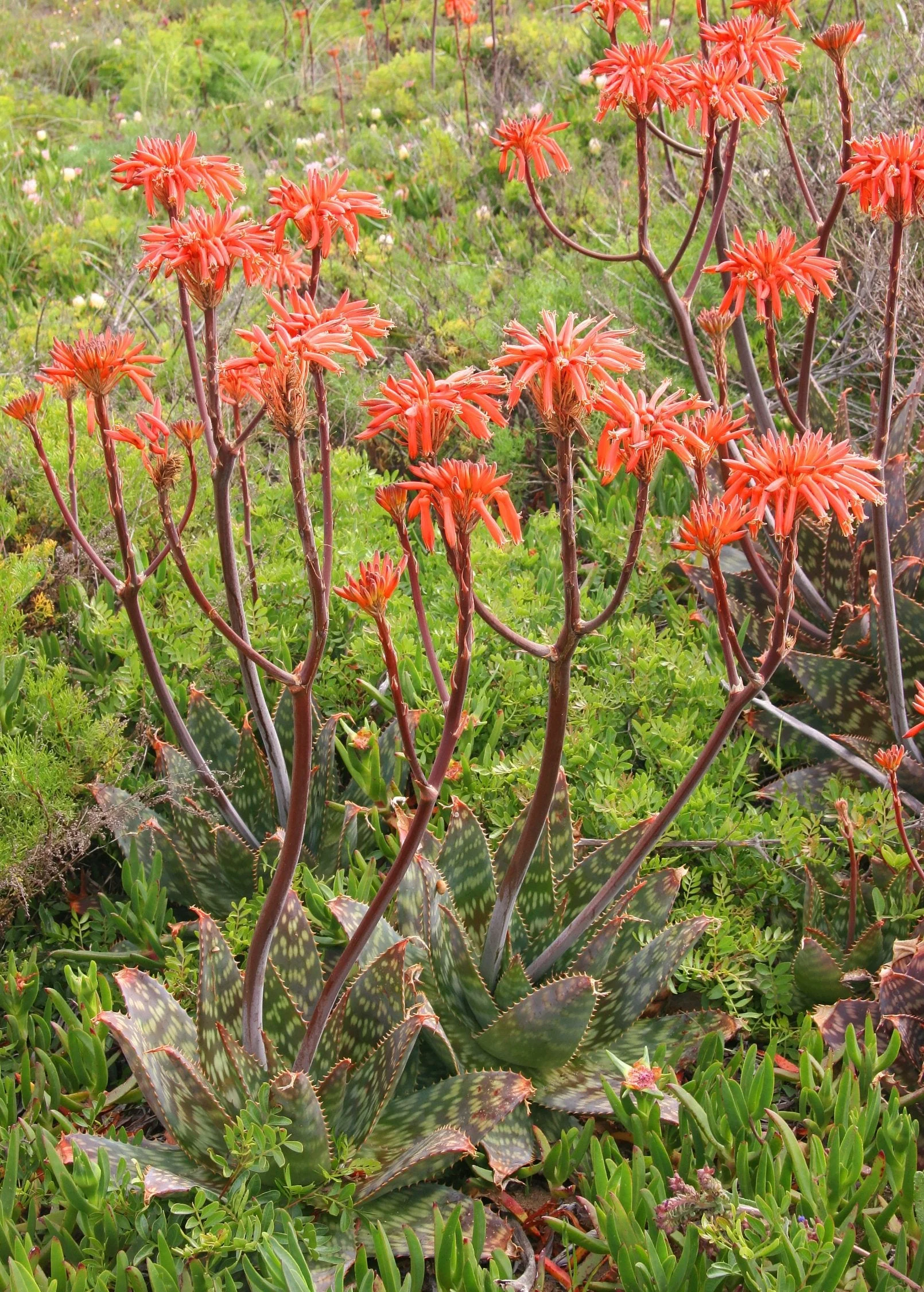 Soap Aloe (Aloe maculata) - Image 2